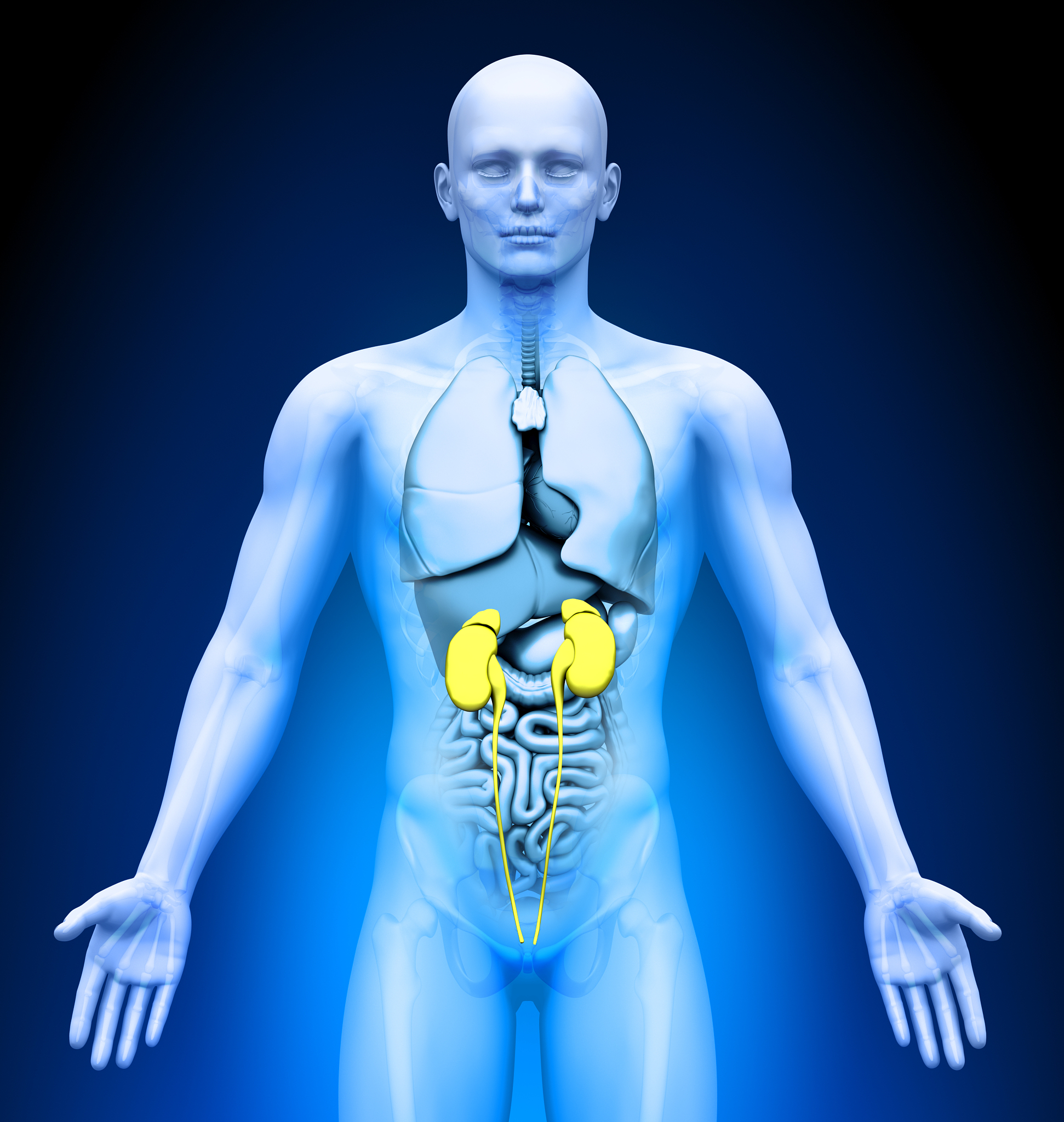 肾移植多年后尿潜血持续不消？解析潜在原因及应对措施