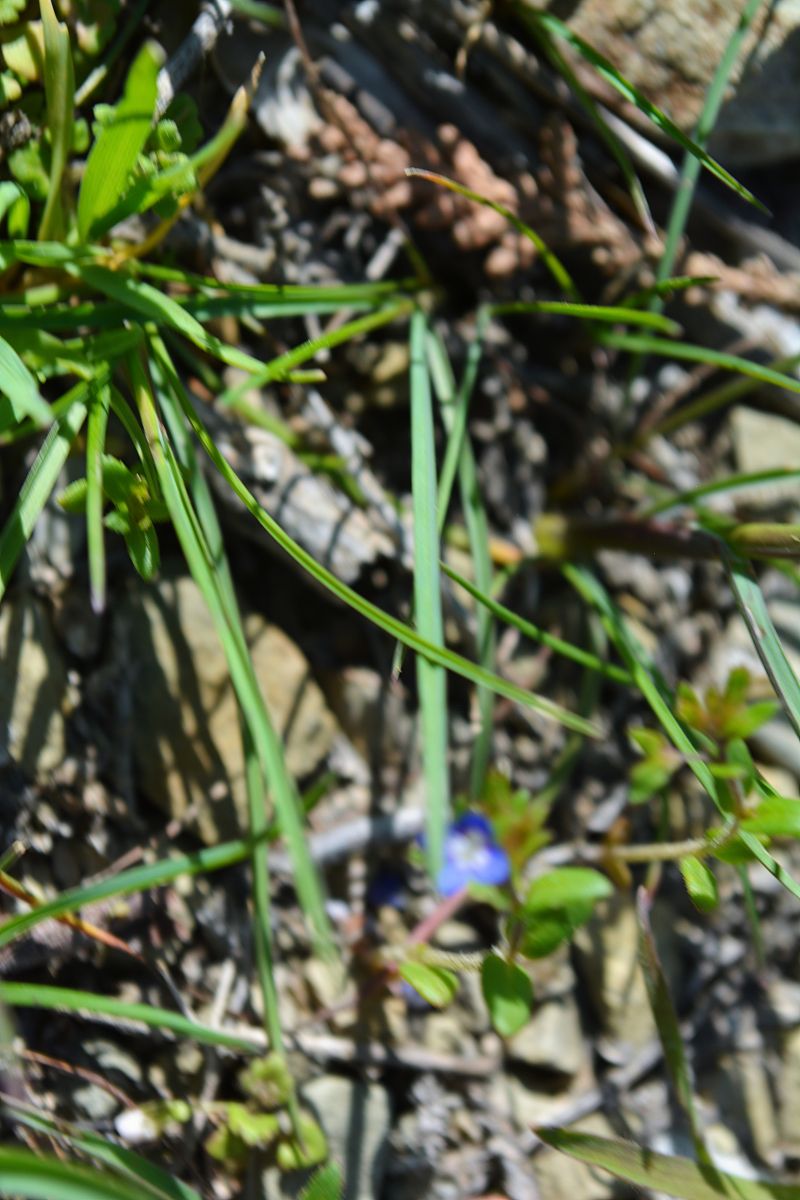 灵草灵宠养殖指南：品种选择、环境要求、养护技巧