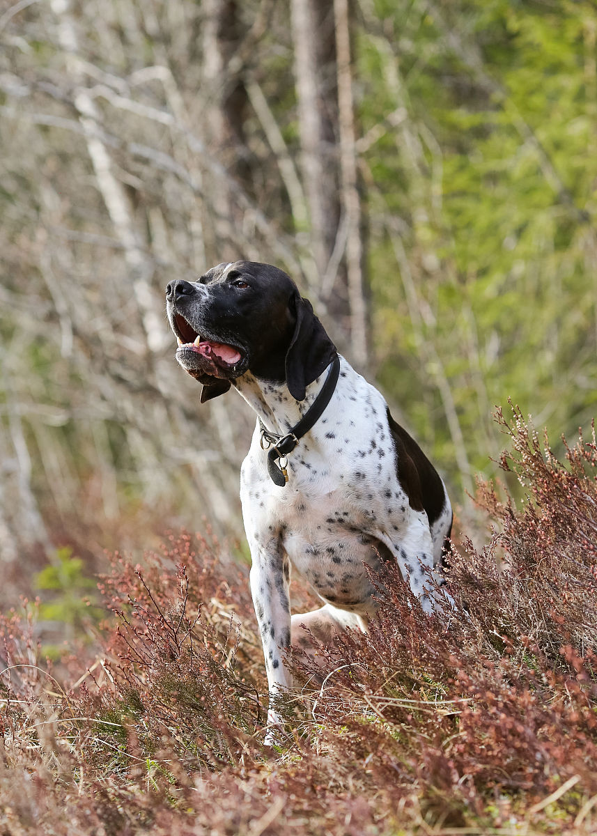 c++函数指针怎么定义