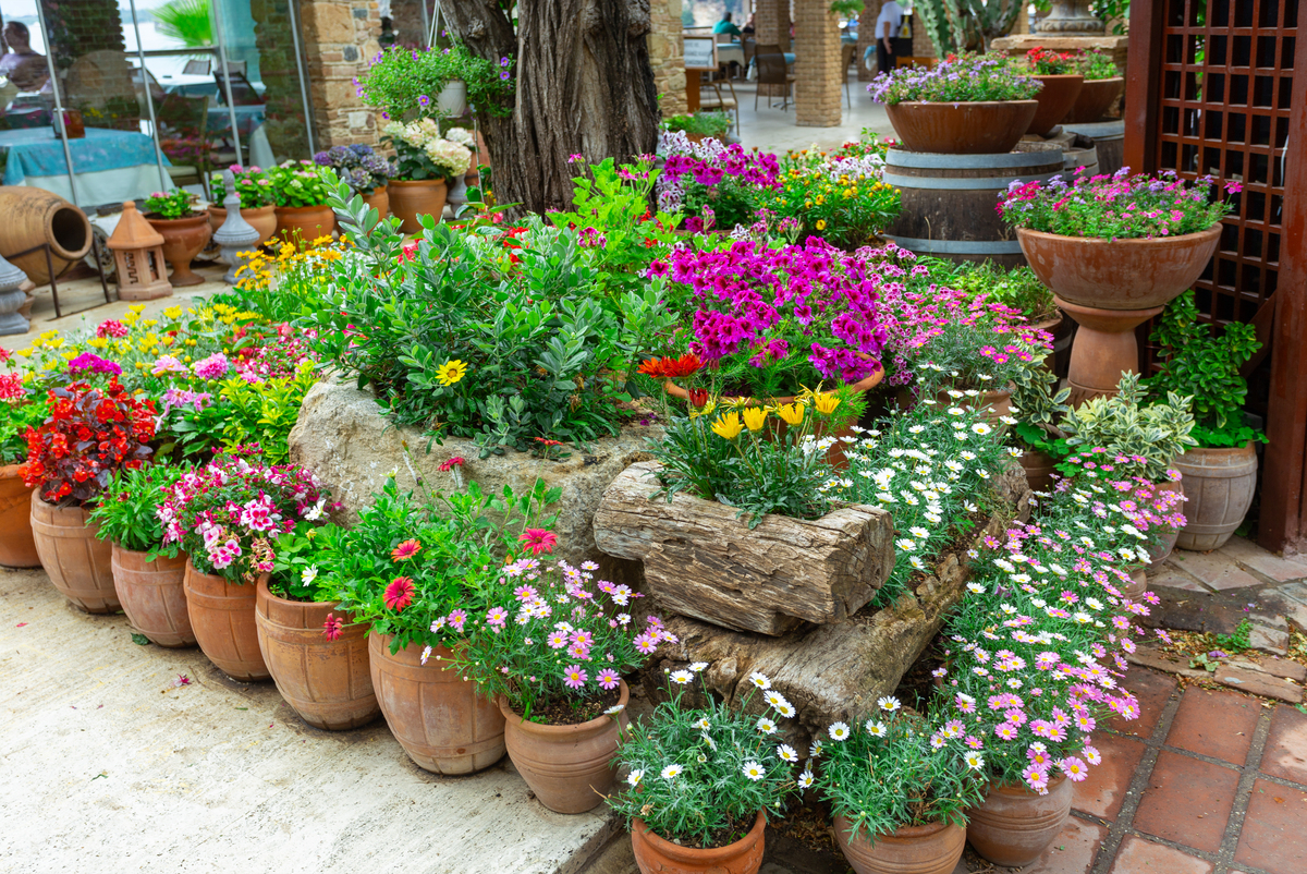 成都露天花园打造指南：易活好看的花卉种植教程