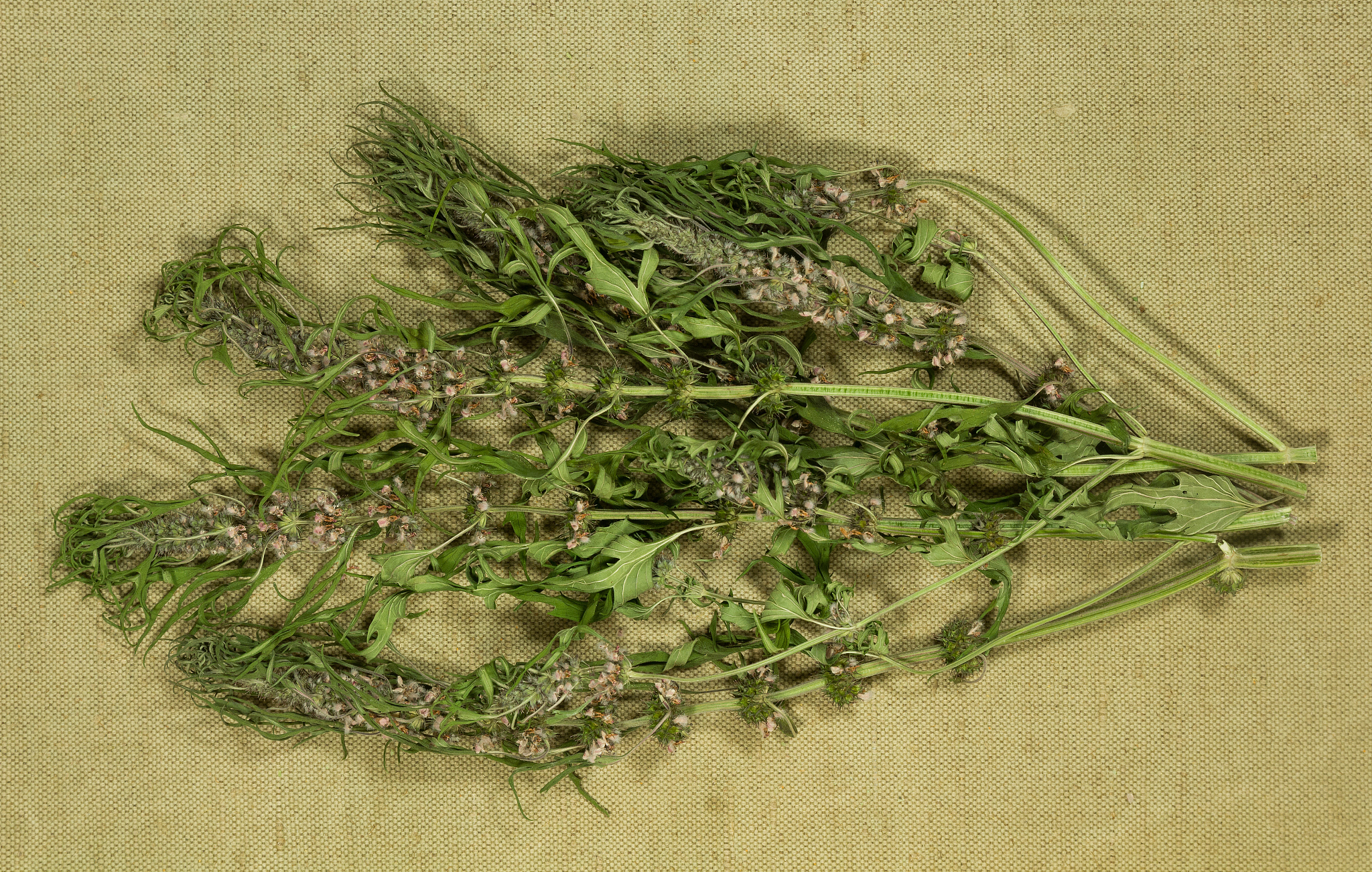 益母草的相关话题？