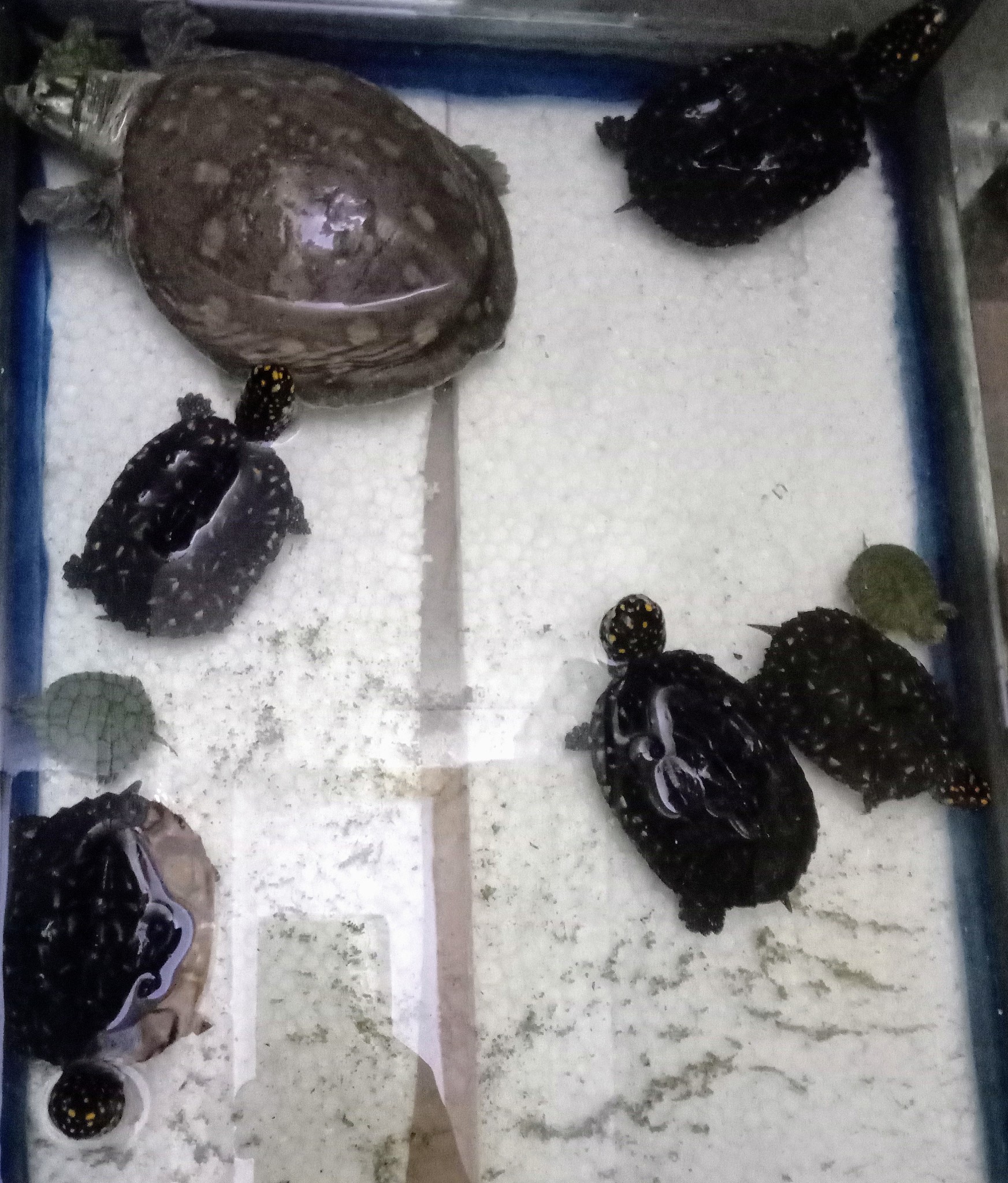 乌龟缩着头睡觉