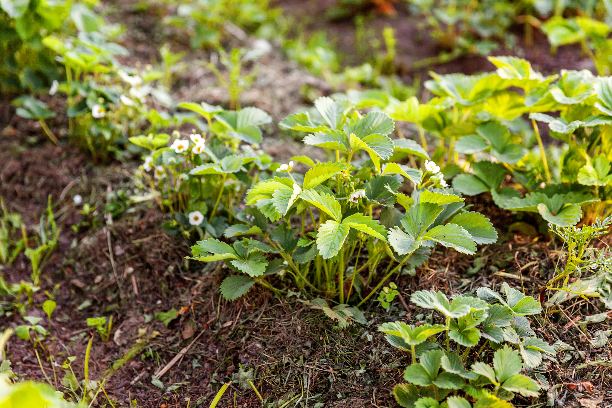 bush of strawberry with flower in garden bed