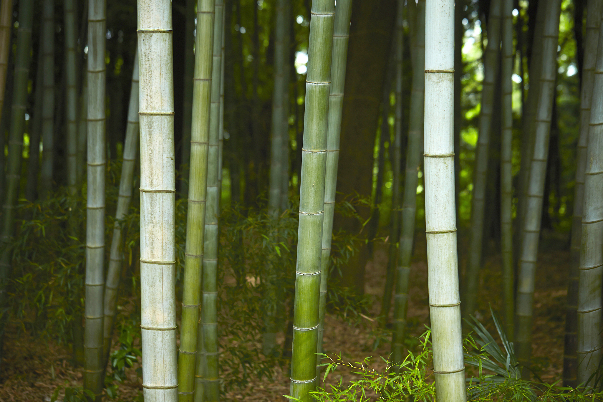 bamboo forest