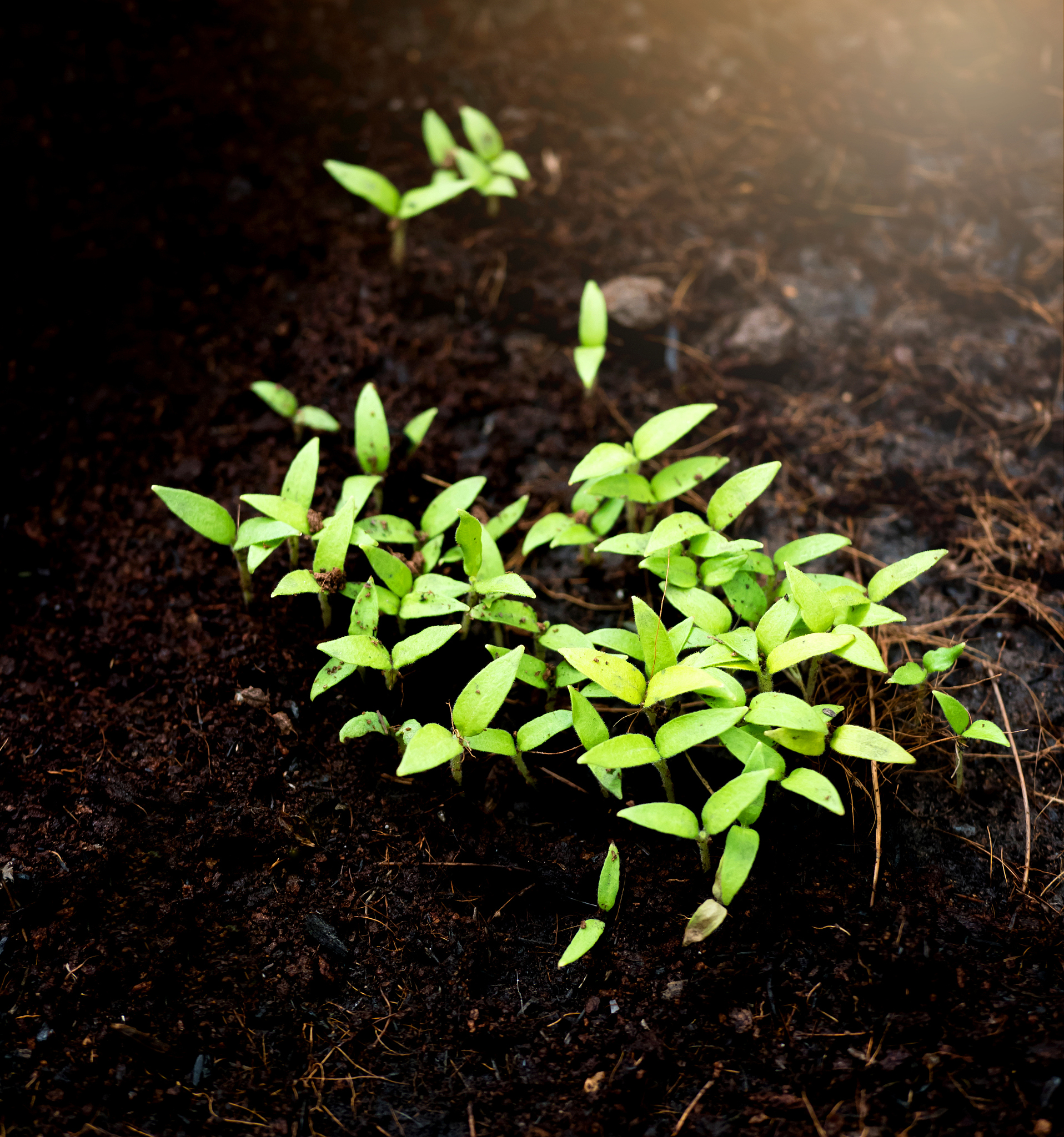 光照对植物生长影响实验：探究空心菜生长奥秘