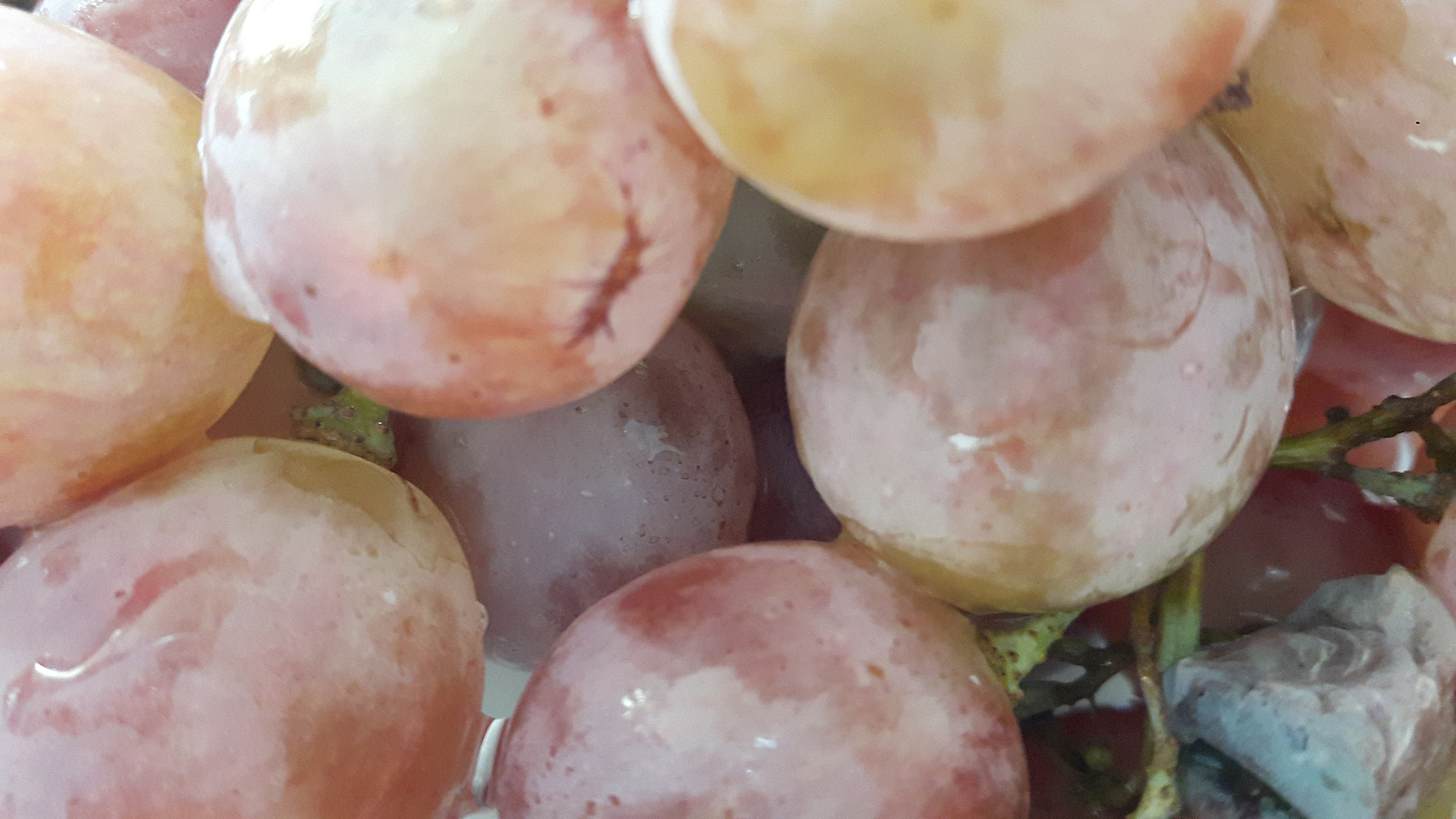 fruit