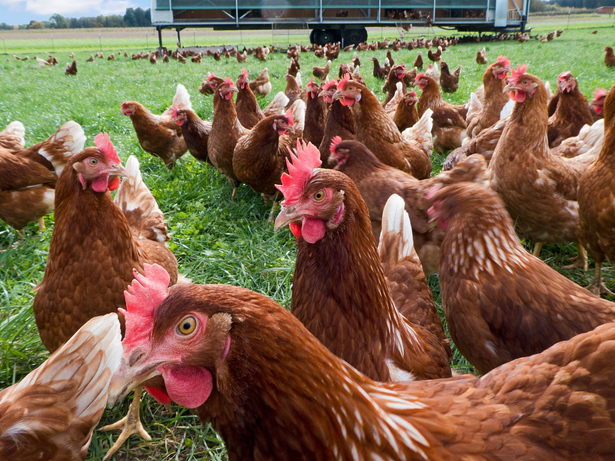 以肉鸡健康养殖行业为主结合养殖管理要点宣传推广方案实现乡村振兴做一个商业策划案