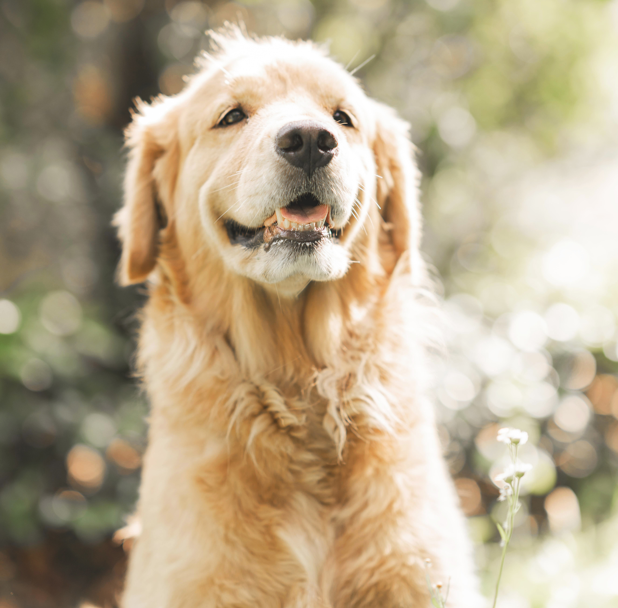 杨凌职业技术学院宠物医疗技术专业怎么样？学什么？就业前景如何？