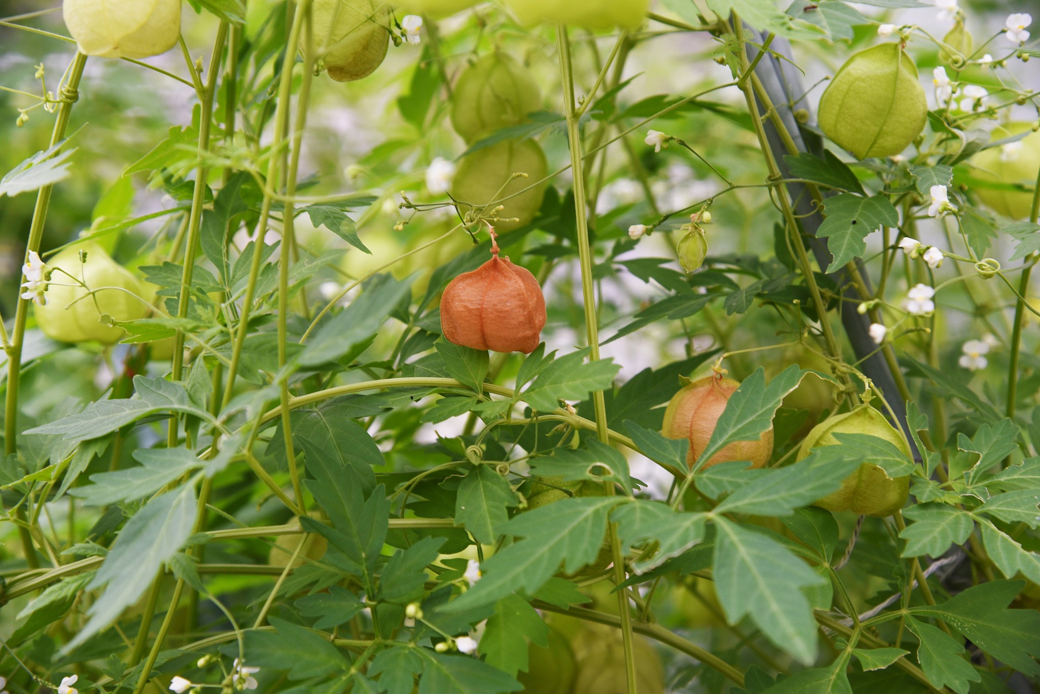 江苏2023年初中毕业可以上哪些中专学校-怎么样