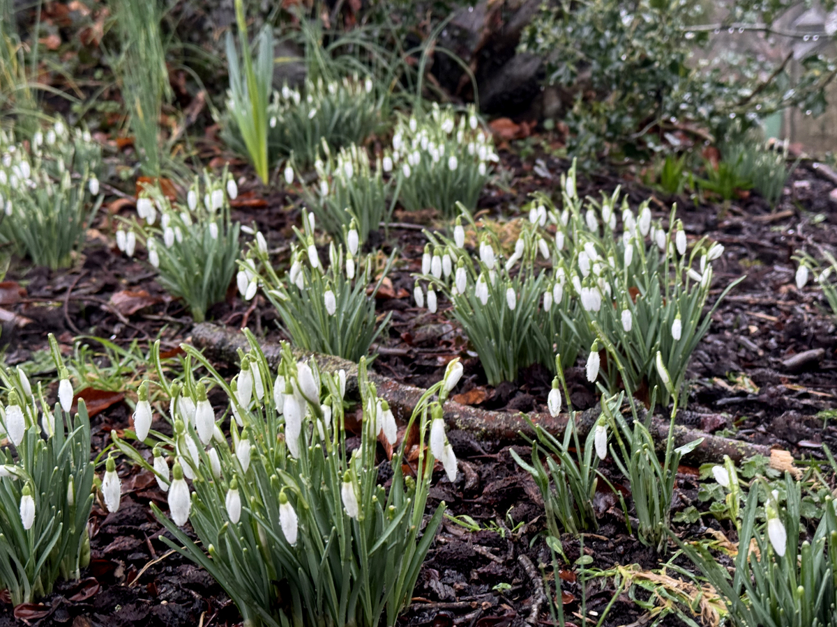 林地里的雪滴花