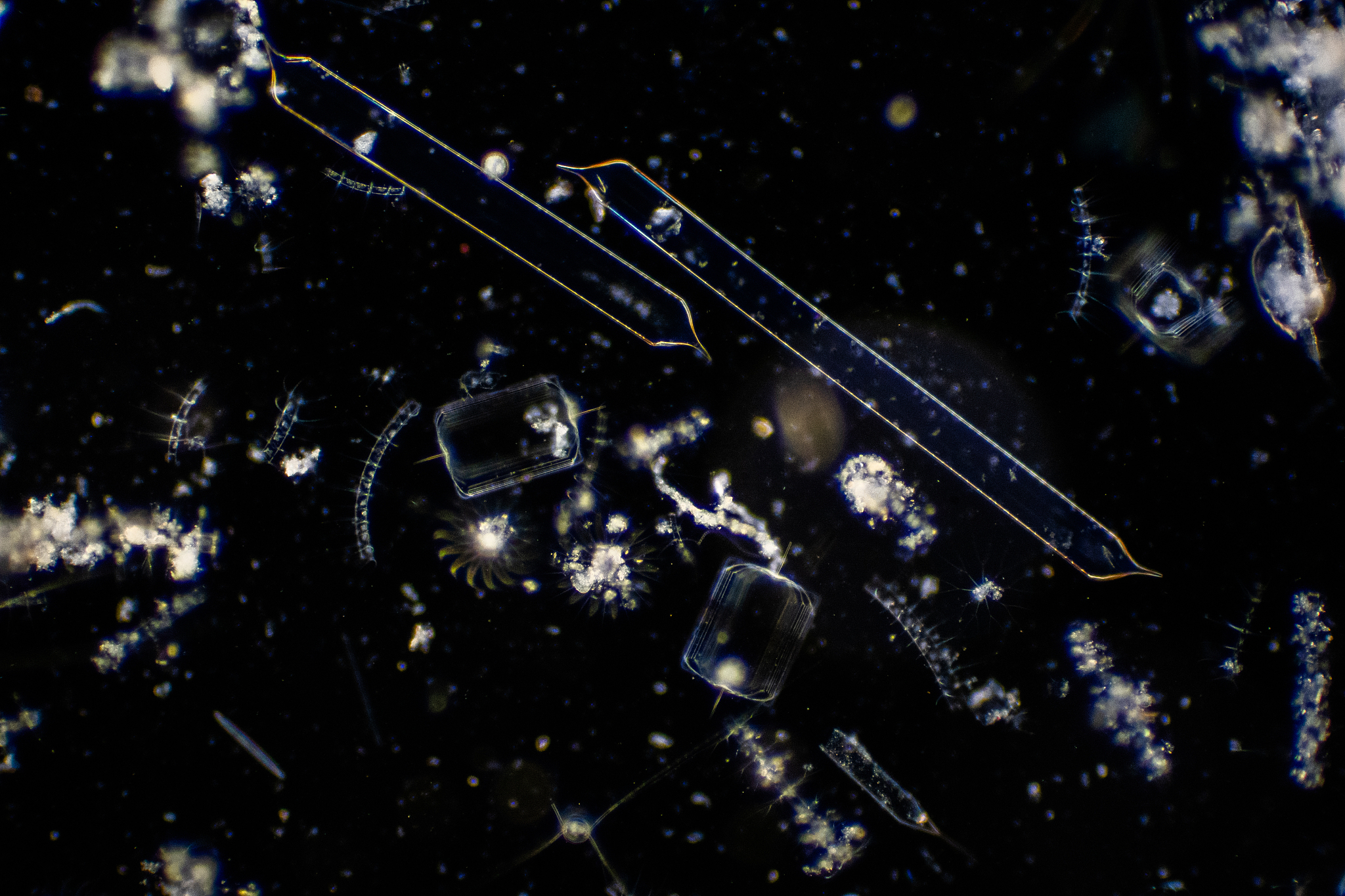 磺胺甲噁唑对海洋硅藻-中肋骨条藻的毒性及致毒机理研究