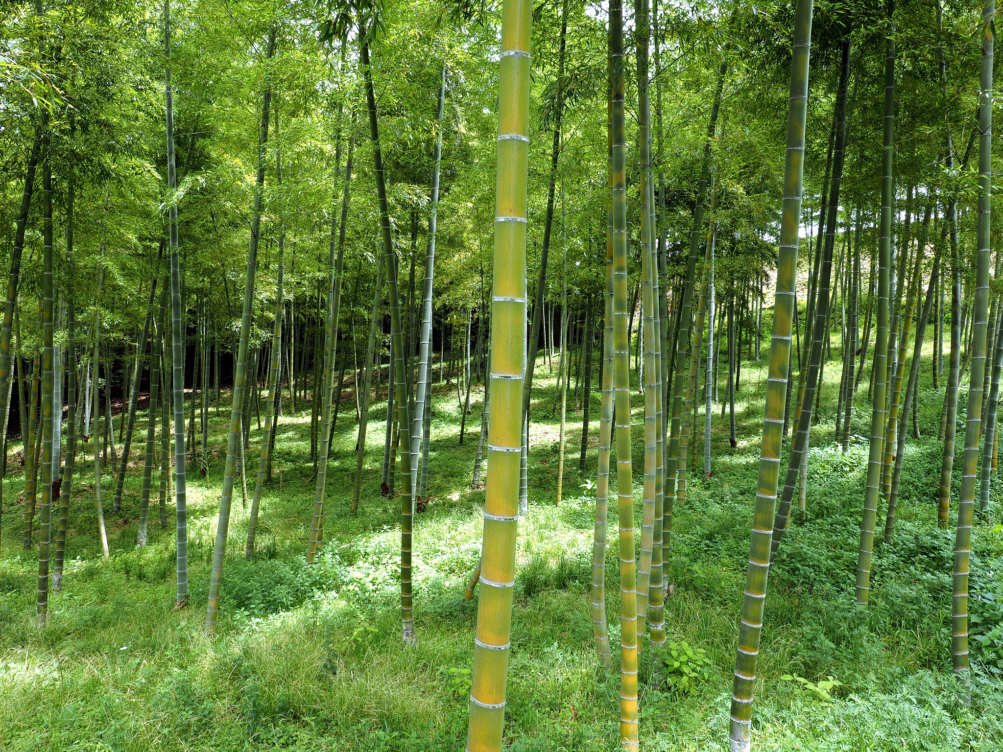 a,bamboo