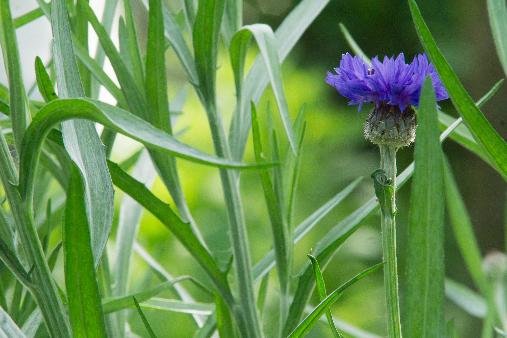 blue flower