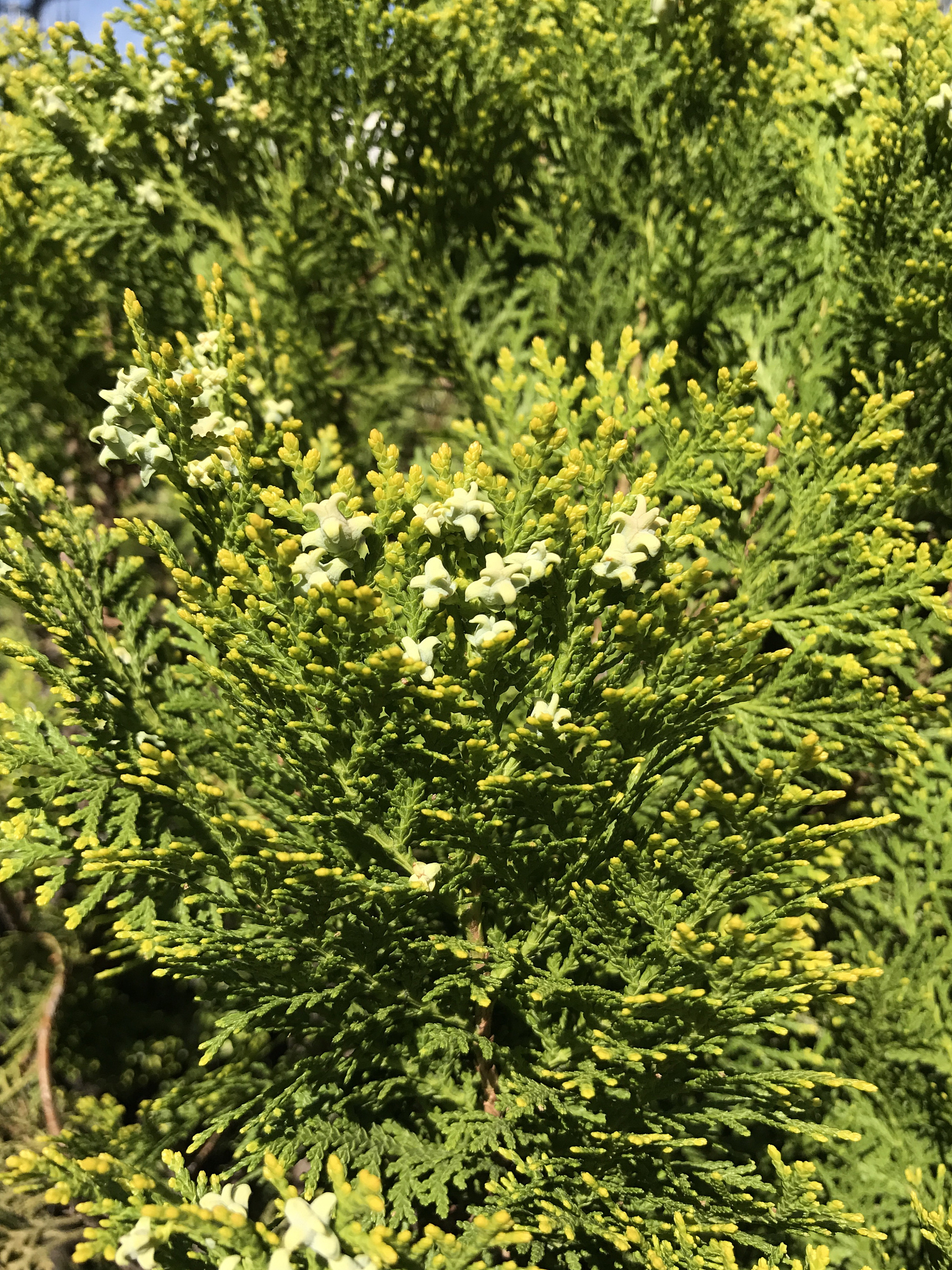 绿水青山就是金山银山的含义是什么？如何践行？