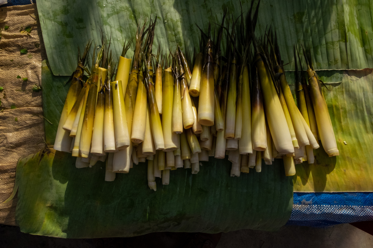 请帮我写1篇650字的博客文章主题是：竹笋怎么保存新鲜