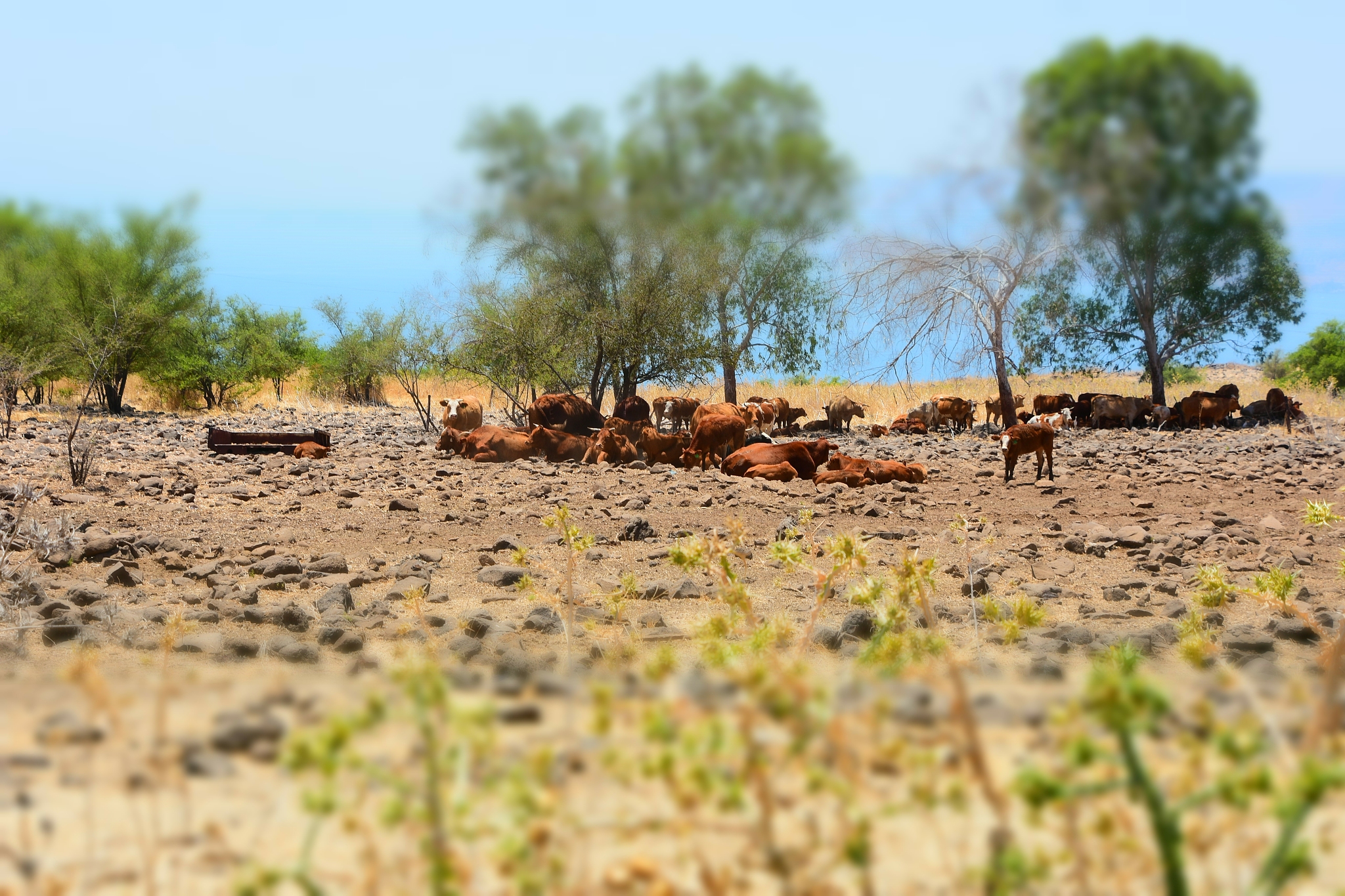 草地资源：地球生态系统的重要组成部分