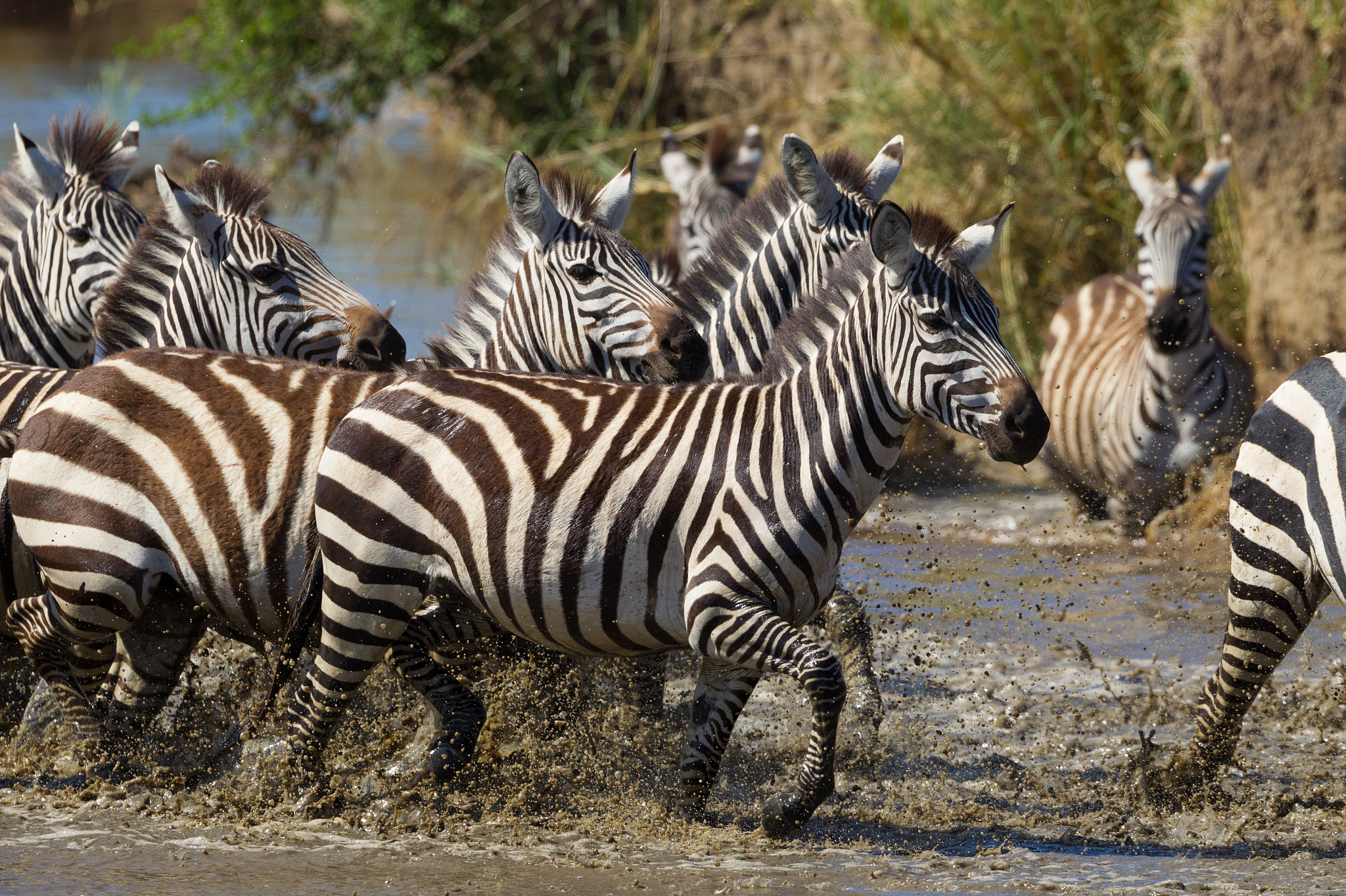 herd of zebra running through water in serengeti tanzania