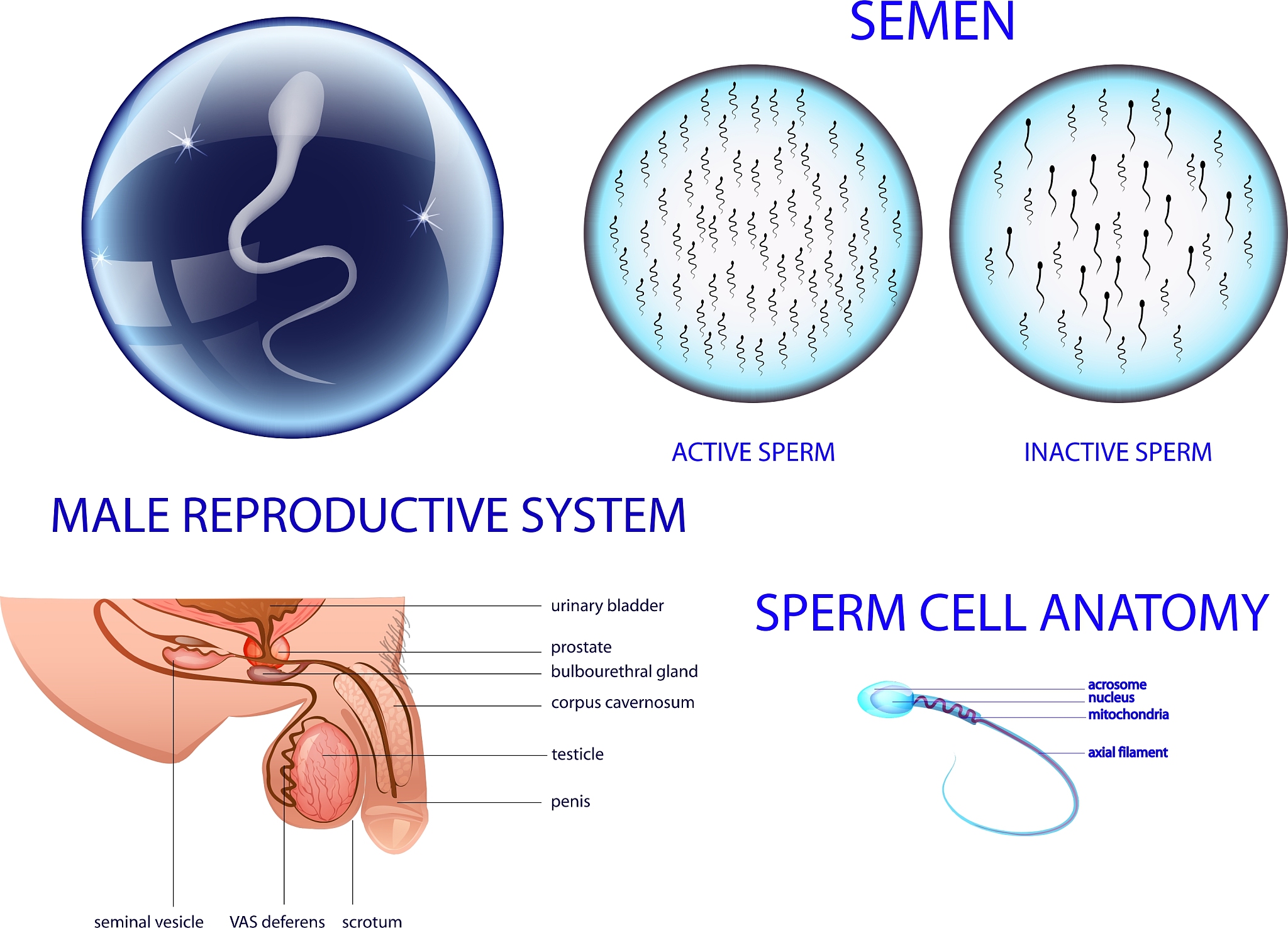 前列腺炎液和精液区别