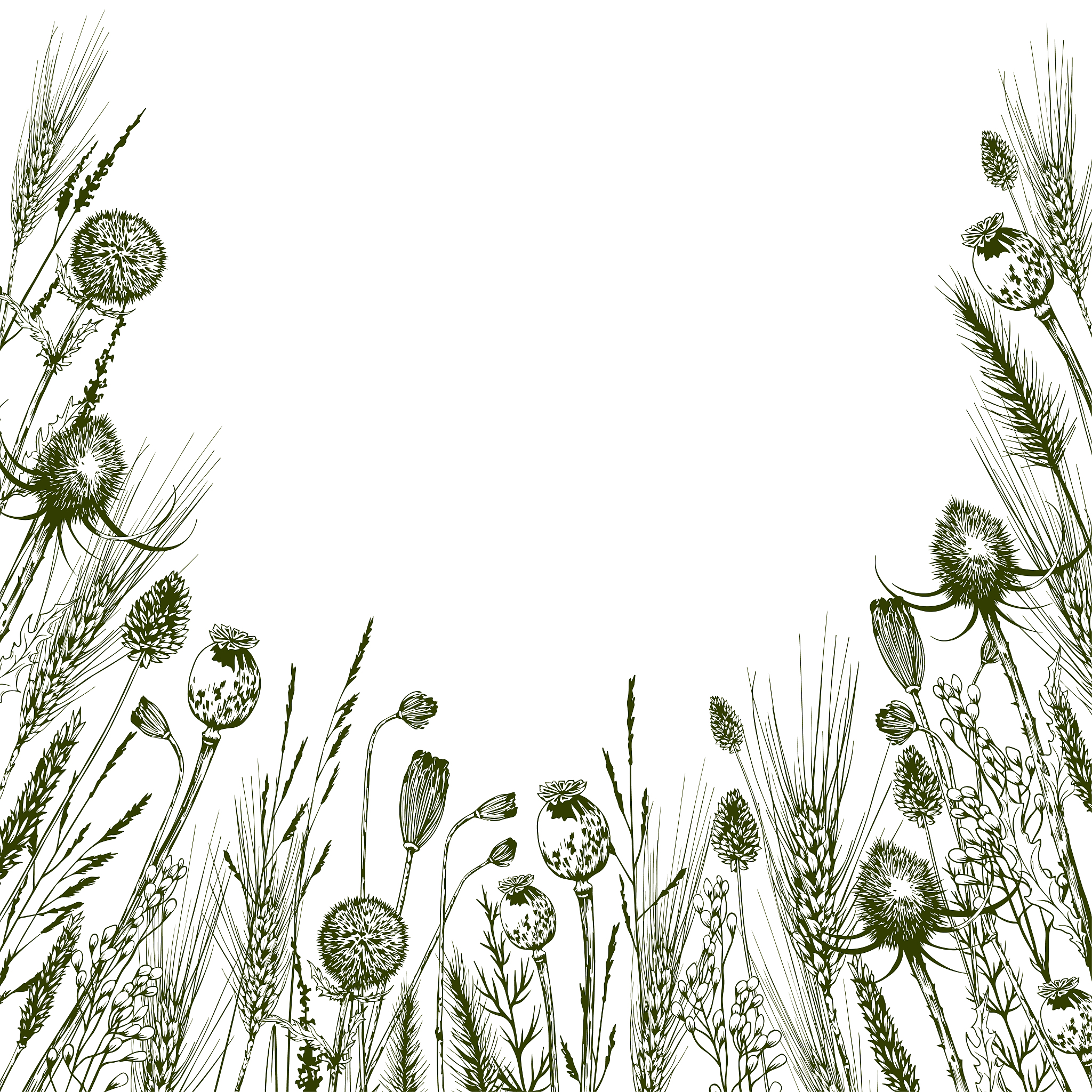 square card with green meadow herbs, thistles and wild flowers.