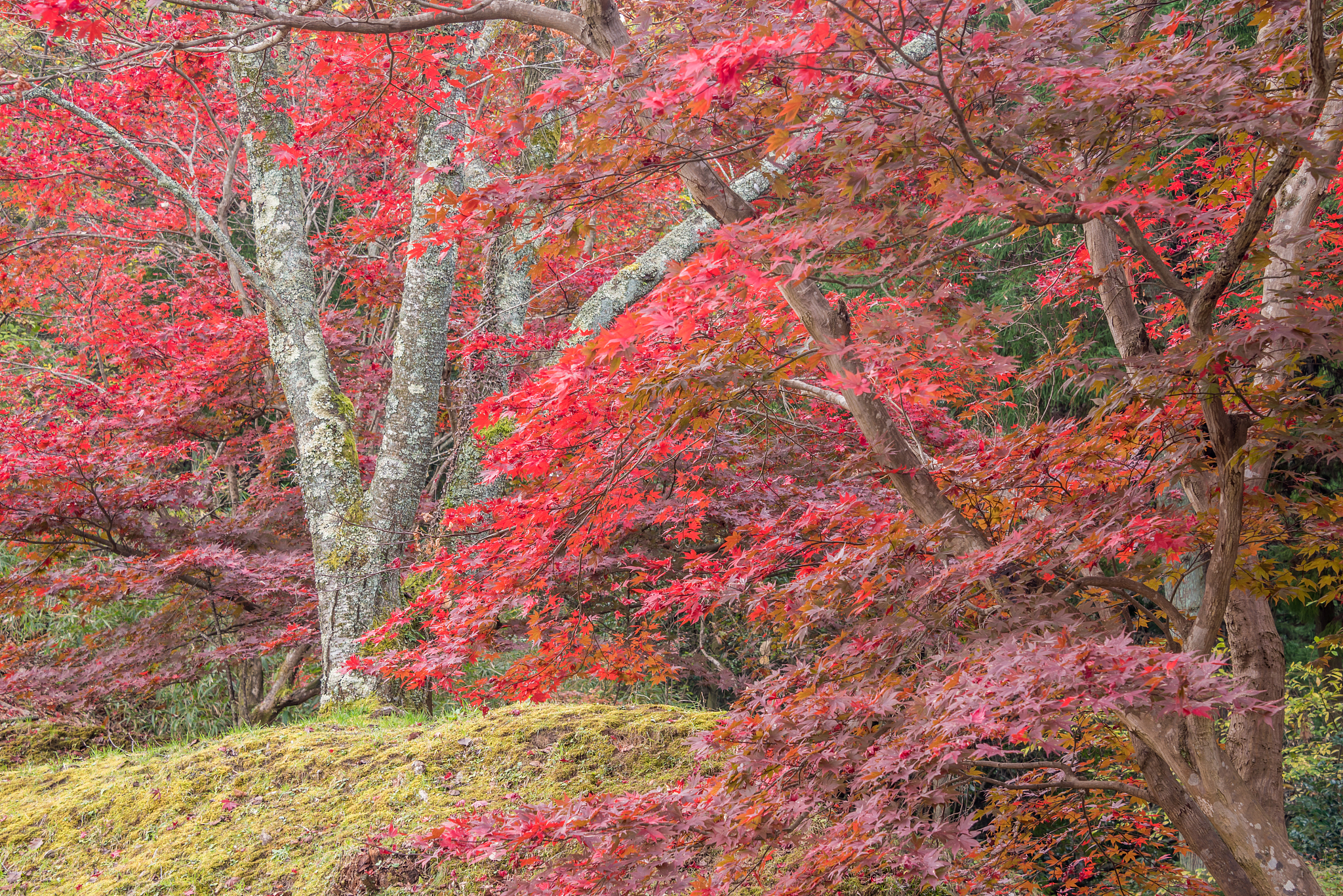 1 绪论	111 研究背景	112 研究意义	213 国内外研究现状	2131 国外研究现状	2132 国内研究现状	32 延安市现有彩叶树种应用现状	43 延安市园林彩叶植物的常见应用模式	531 基础种植和色块种植	532 孤植	633 群植或片植	634 丛植	735 地被花境种植	74 延安城市园林彩叶树种选择中存在的问题	741彩叶植物种类单一	742 盲目引种忽略生态平衡	843 养护