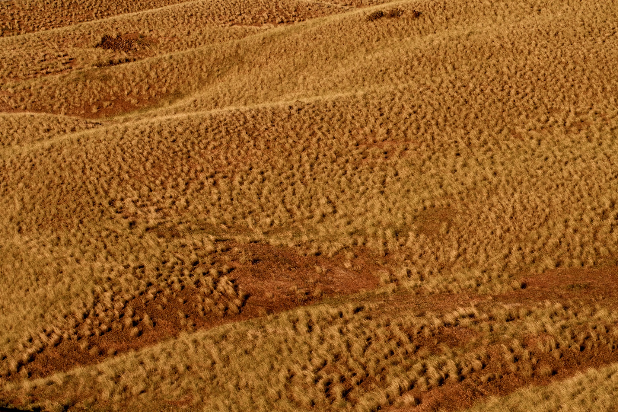 rolling hills in the wild west