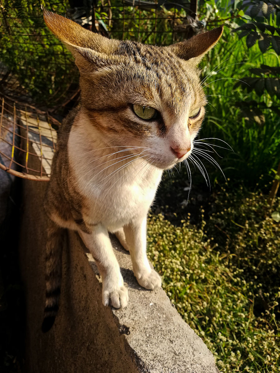 锈斑豹猫：世界上最小的野生猫科动物之一