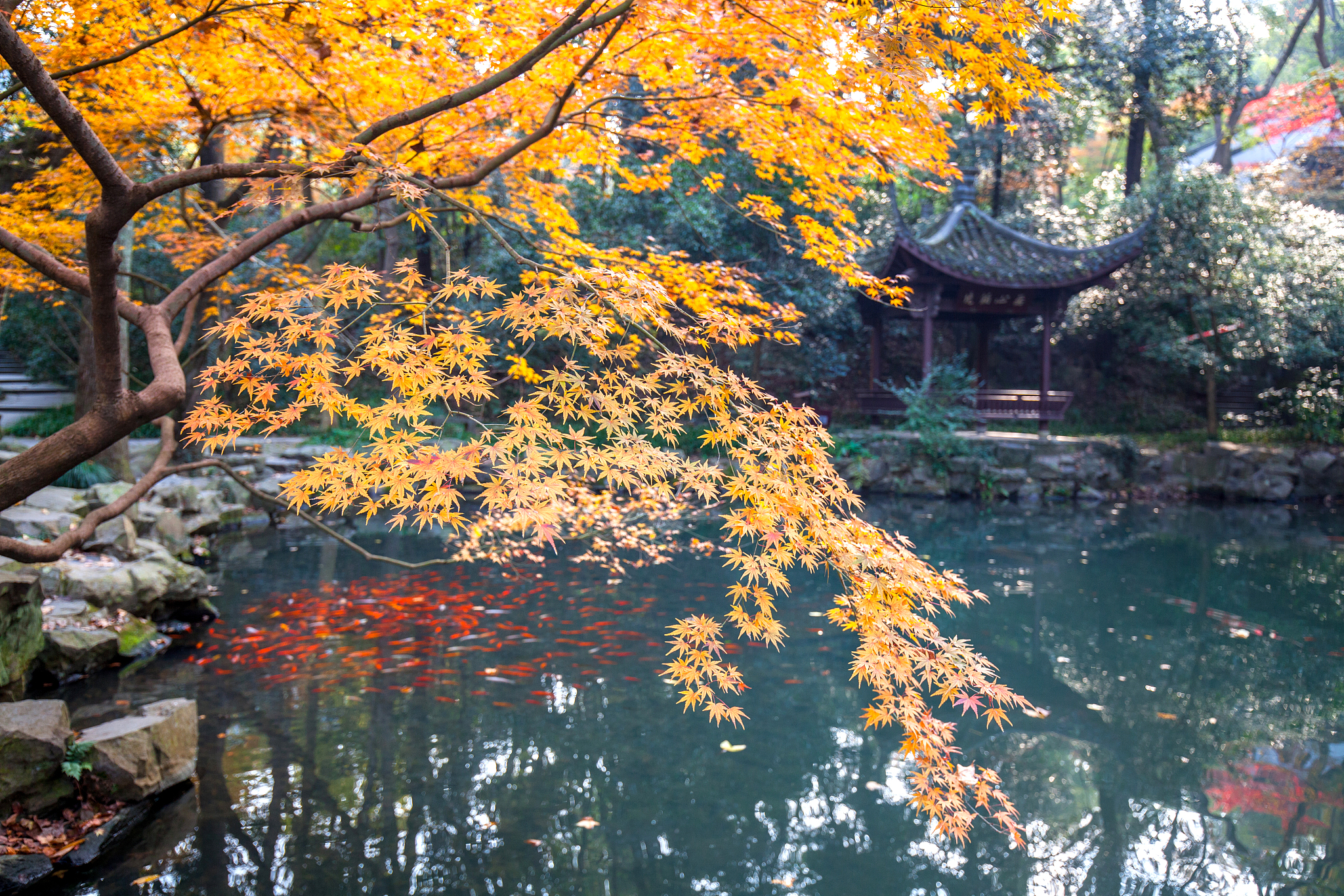 苏州的秋天，让人沉醉不愿离开！