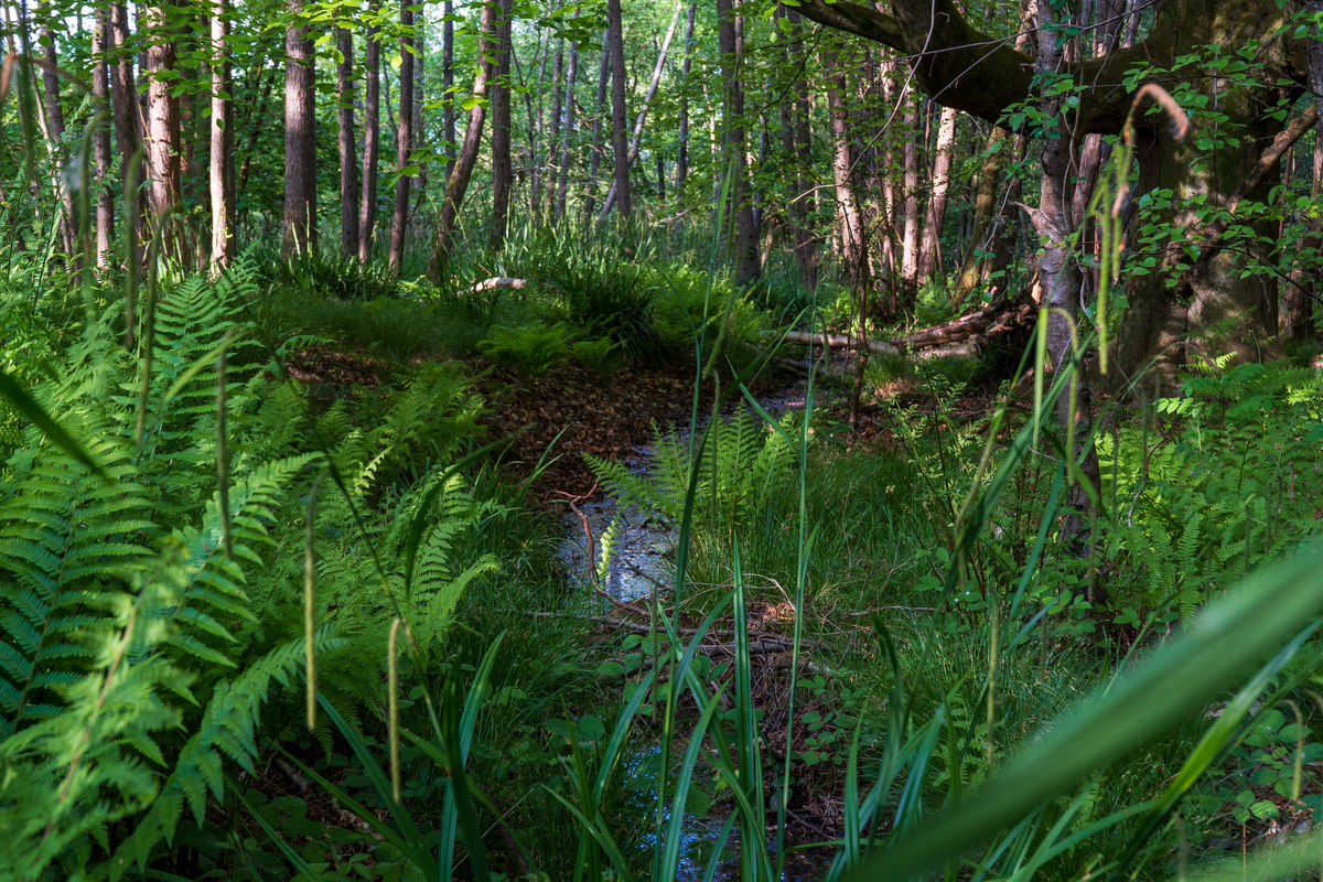 植物间多关系条件下森林保持植物多样性的方法是