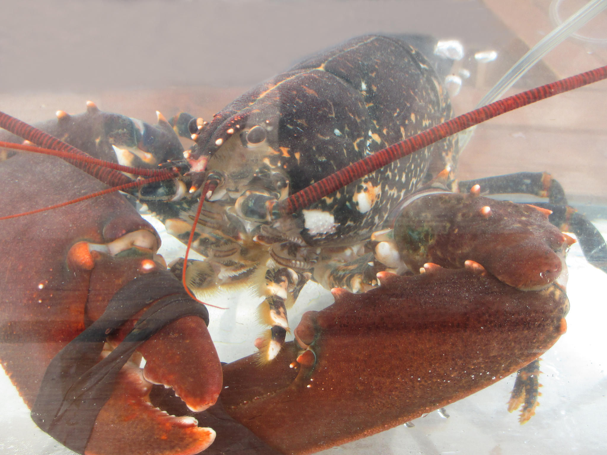 龙虾的头部黄能吃吗，