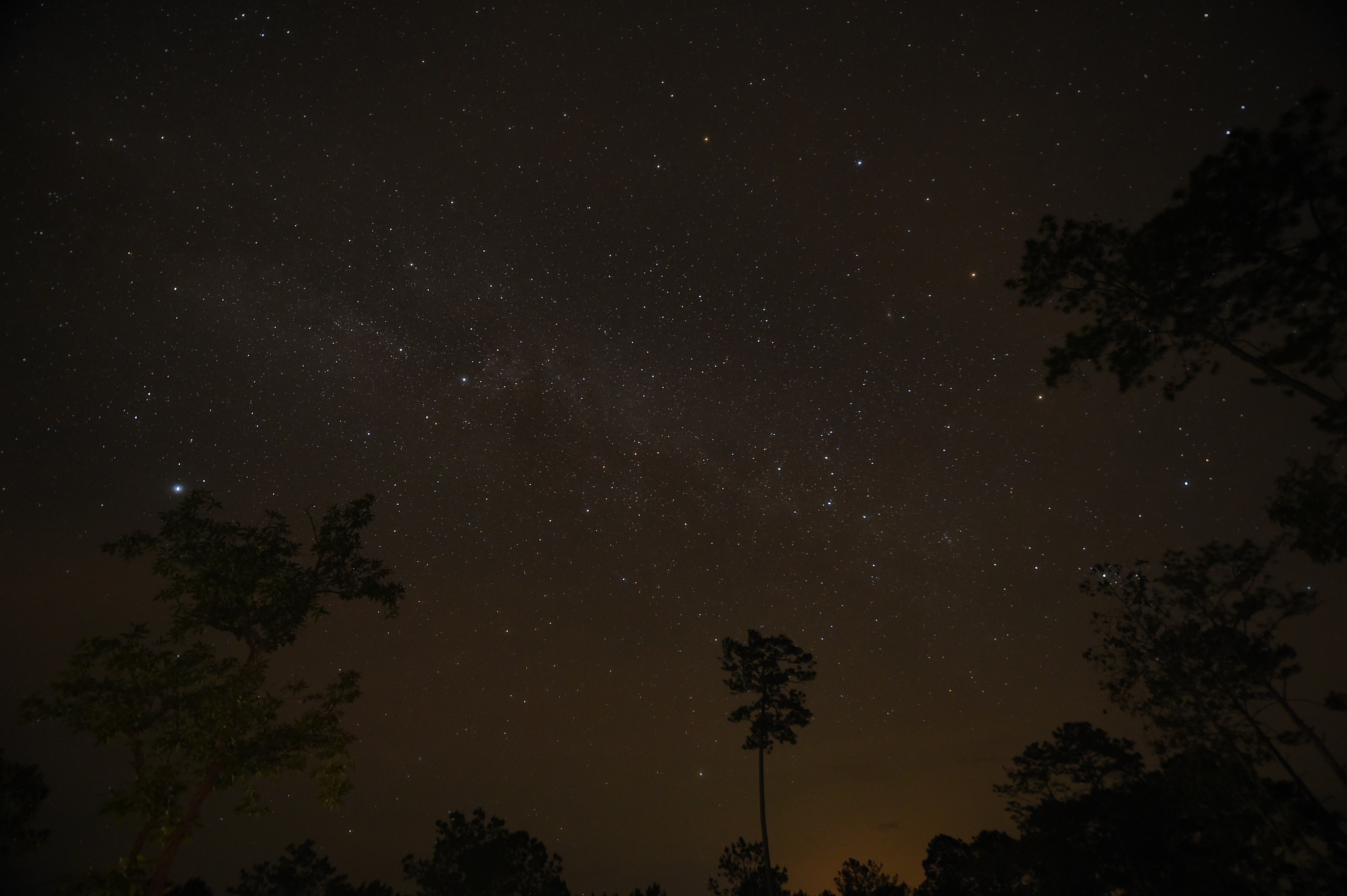 night sky with the milky way over the forest and trees
