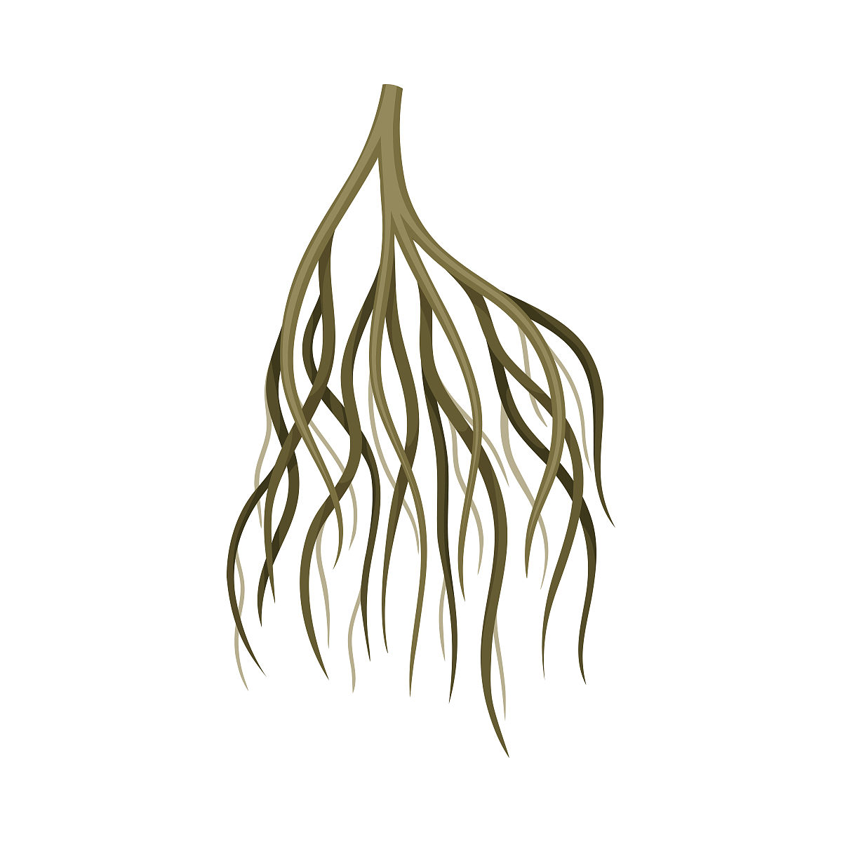 植物根茎中钙离子浓度高的原因及影响