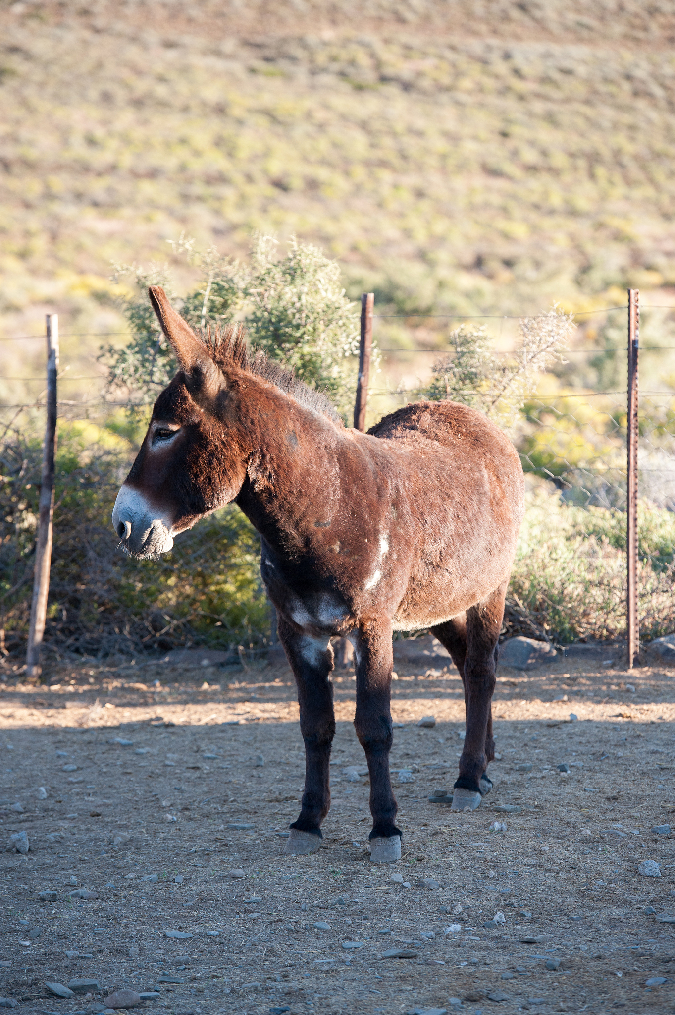 farm donkey