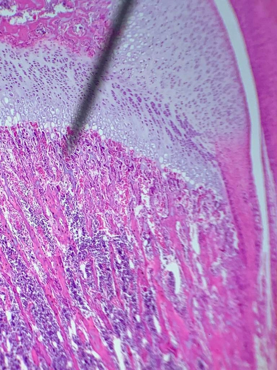 石蜡切片制作流程详解：从组织处理到显微镜观察