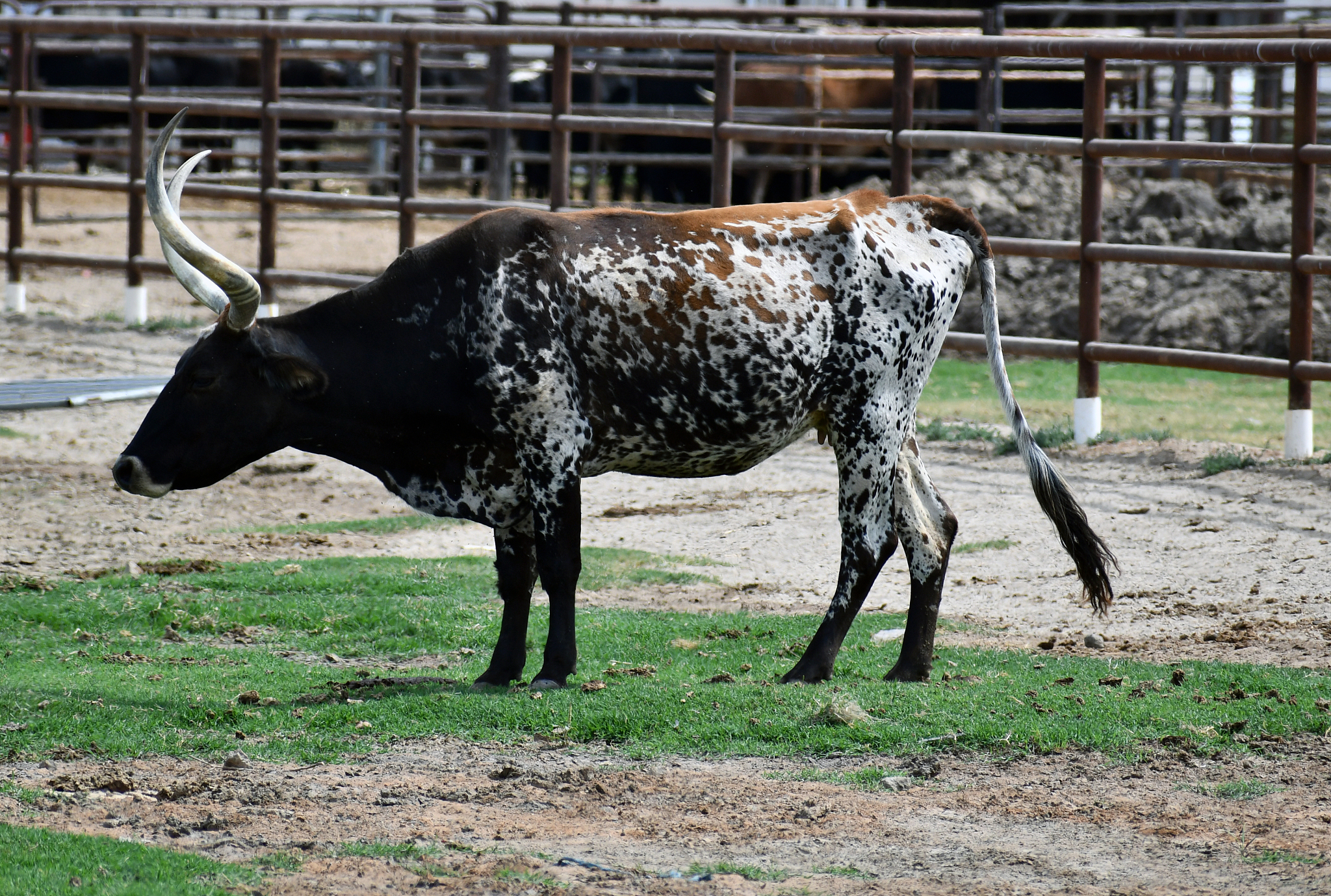 雪花牛：毛色奇特，观赏性高的牛品种