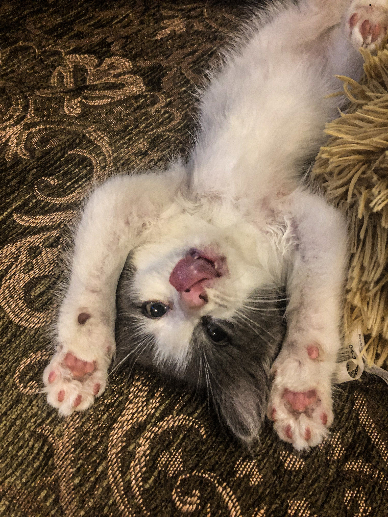 猫GM2神经节苷脂贮积症O型（Sandhoff病）治疗方法：缓解病情，提高生活质量