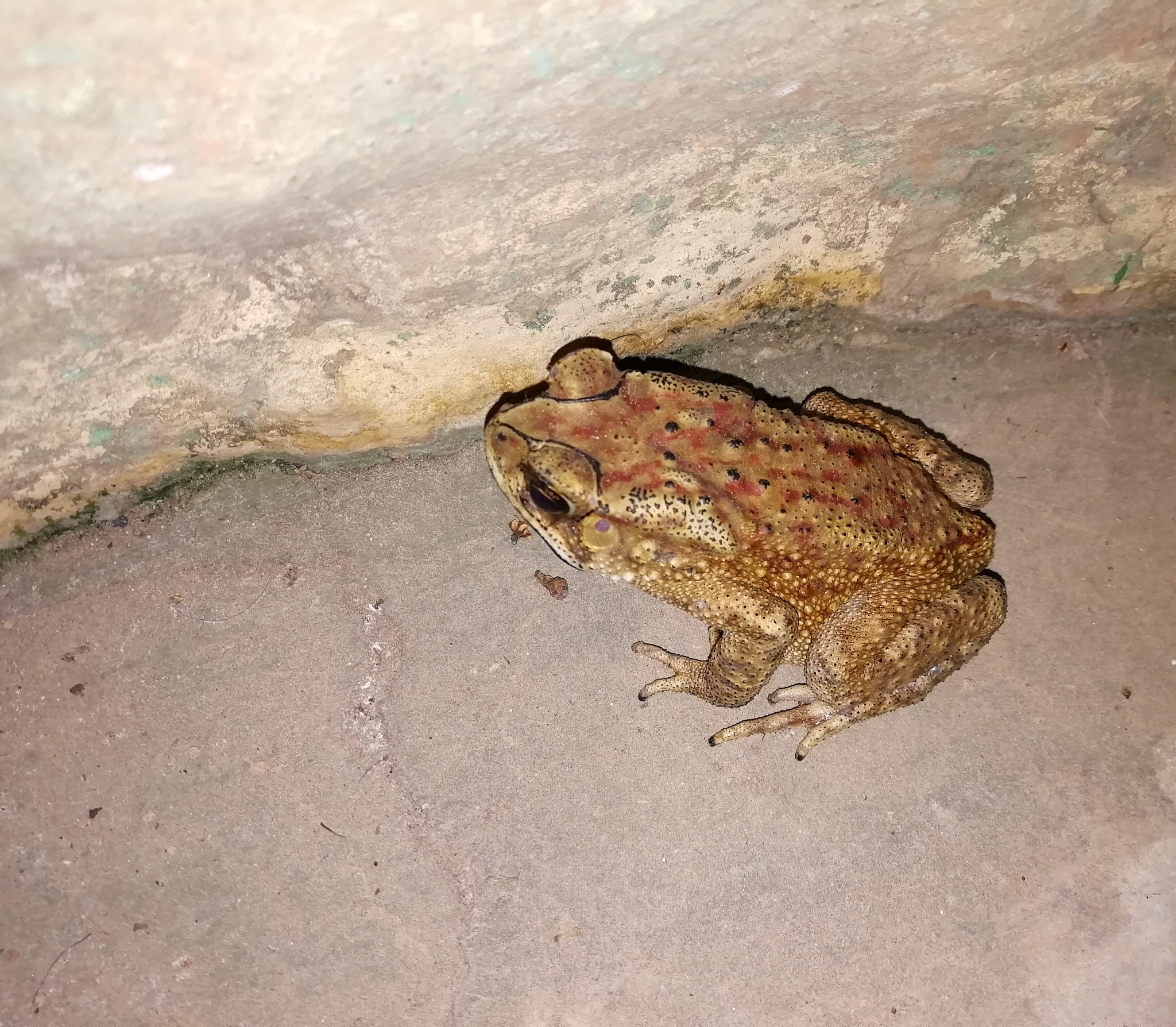 谈谈沙漠雨蛙有趣的知识
