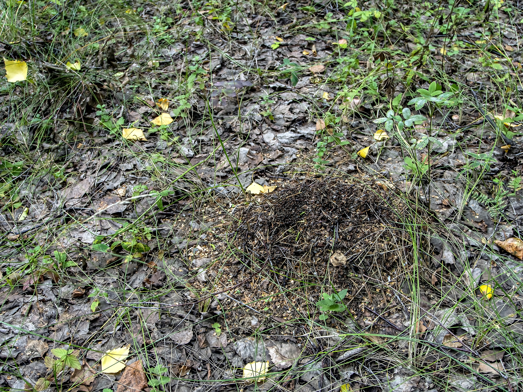 草地铺道蚁：益处与害处 - 了解其对生态系统的影响