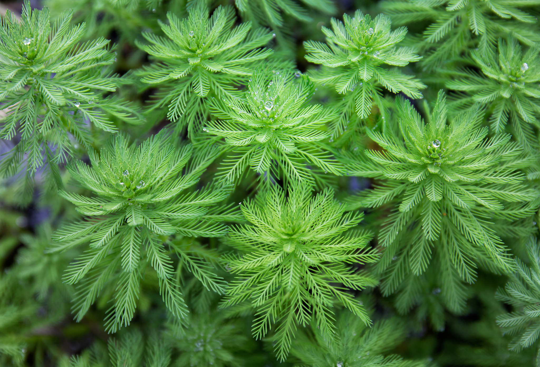 侧柏叶侧柏叶是侧柏科植物侧柏的叶子又称柏叶。侧柏叶条形或针形长约10-15毫米宽约1毫米先端圆钝或尖锐基部扁平两面互异上面深绿色有白粉下面有两条白色气孔线。侧柏叶具有清热解毒、消肿止痛、利尿通淋等功效主要用于治疗泌尿系统感染、乳腺炎、痔疮等疾病。侧柏叶还可以制作香包、草席、擦鞋布等用品。斑秃快一年了还没好斑秃是一种常见的头发脱落疾病其病因复杂可能与遗传、免疫、环境等多种因素有关。治疗斑秃需要根据具