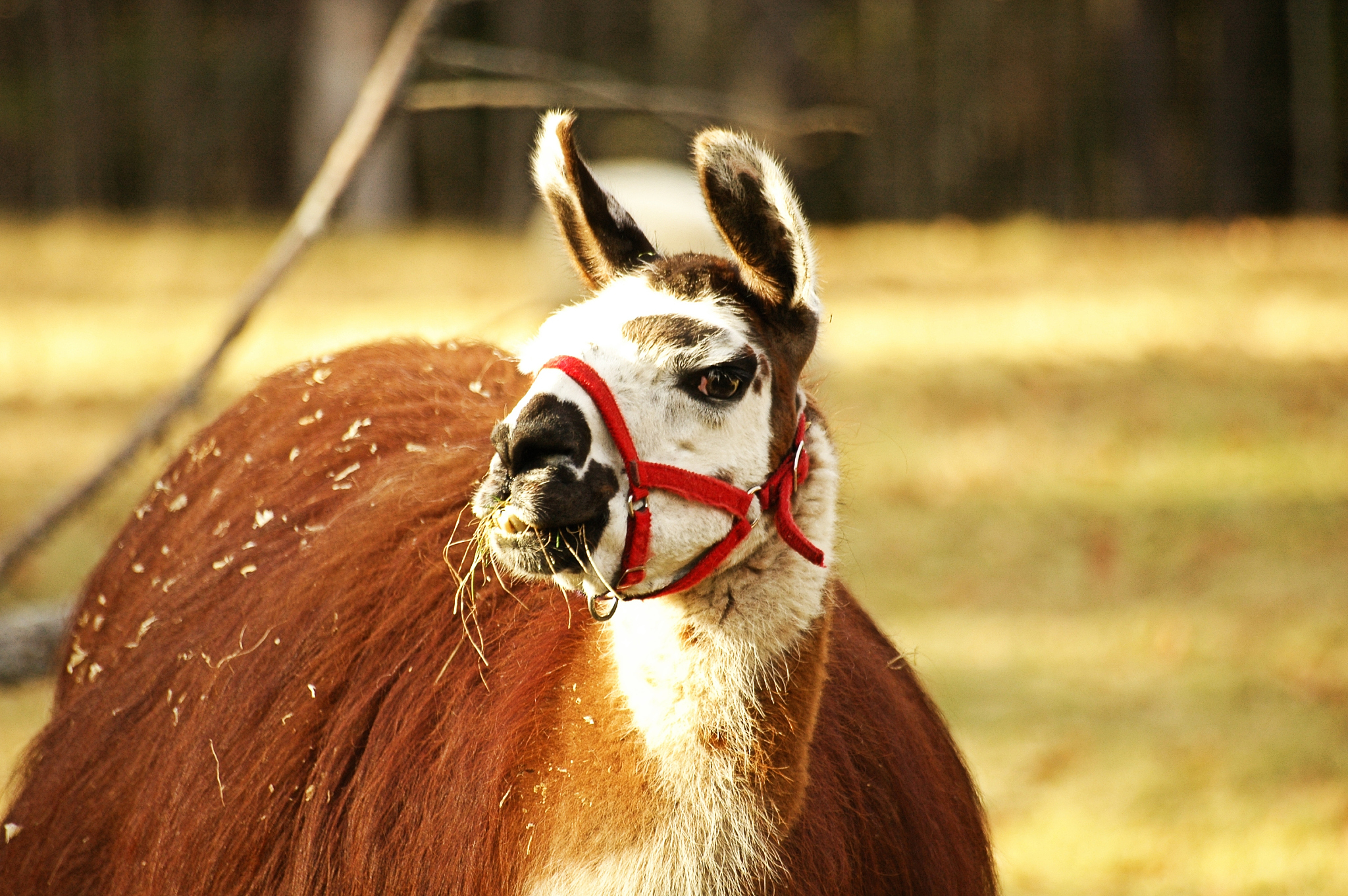 llama