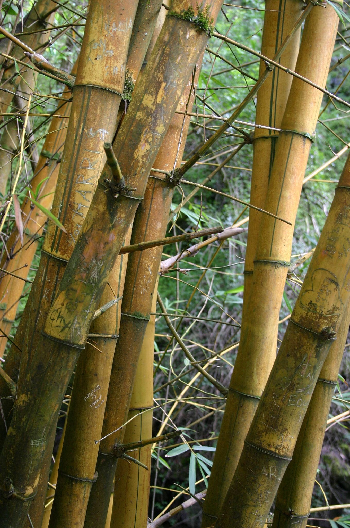 bamboo