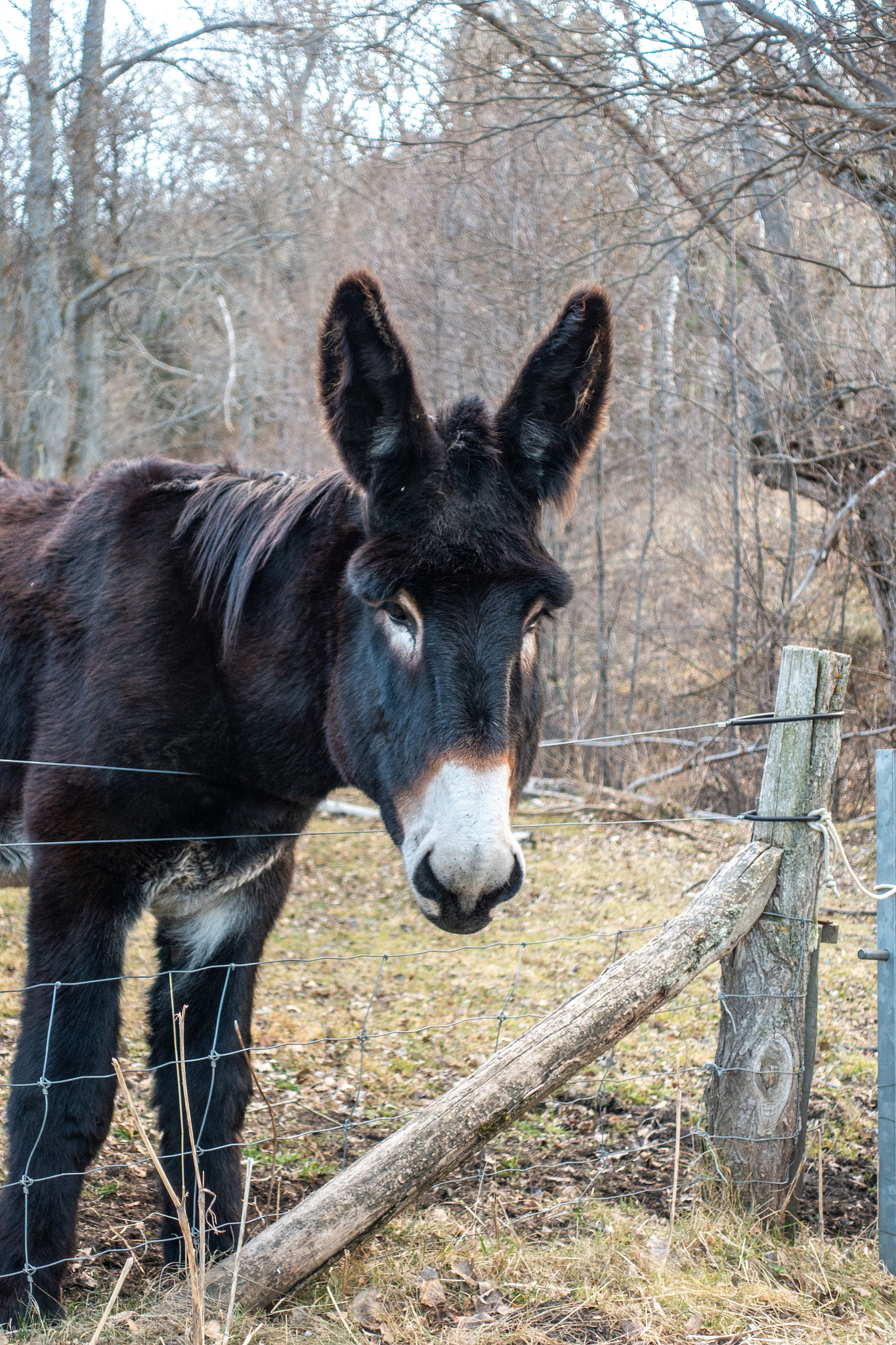 huge furry catalan donkey pasturing