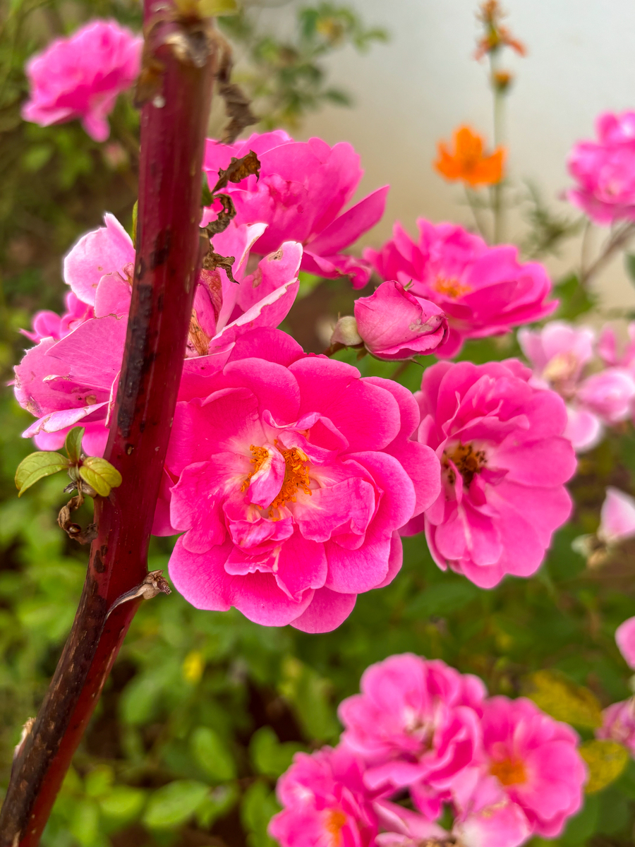 海棠花品种大盘点：红、白、粉、黄、紫，总有一款适合你！