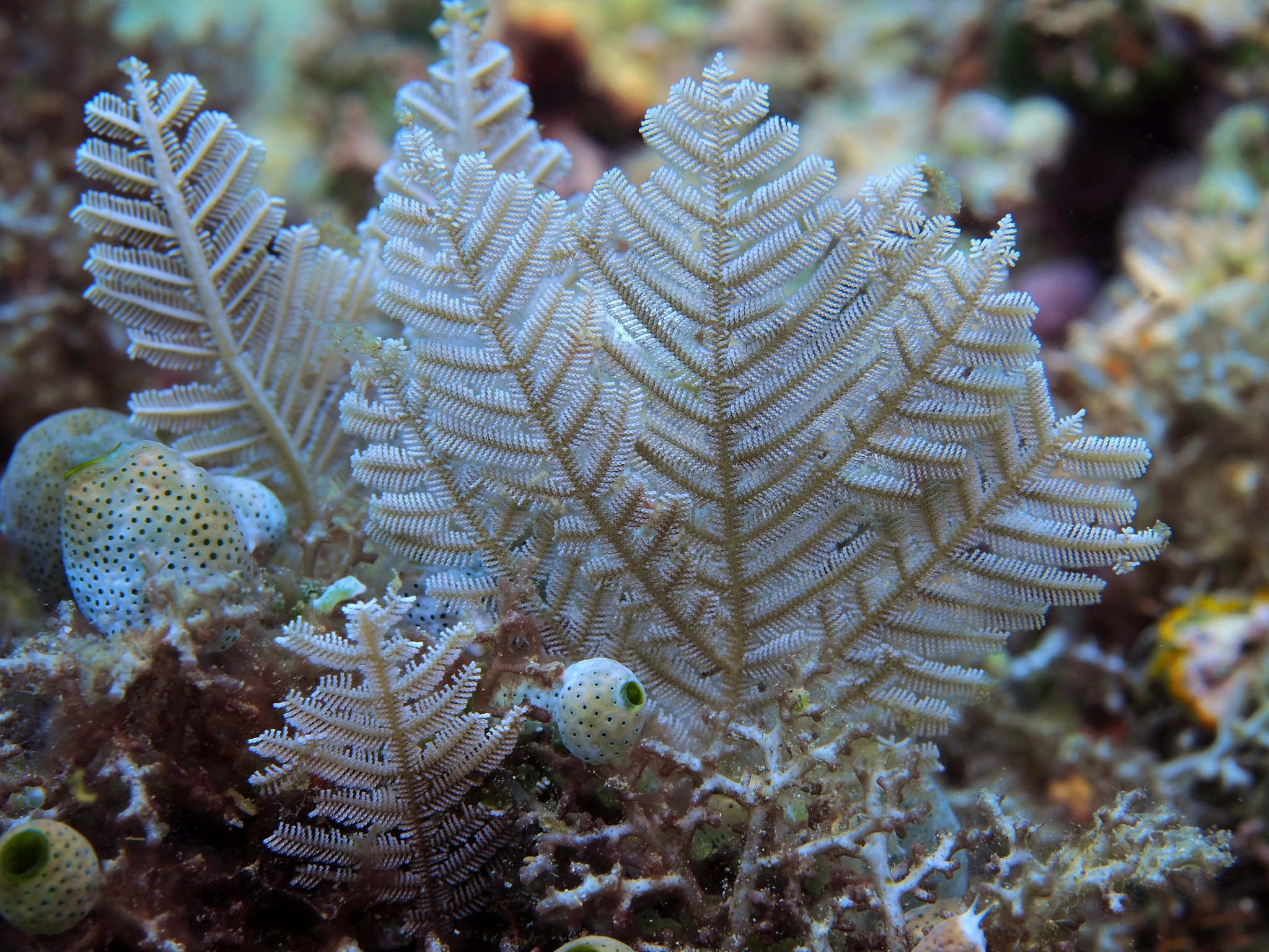 help me write an introduction for Woeseiaceae