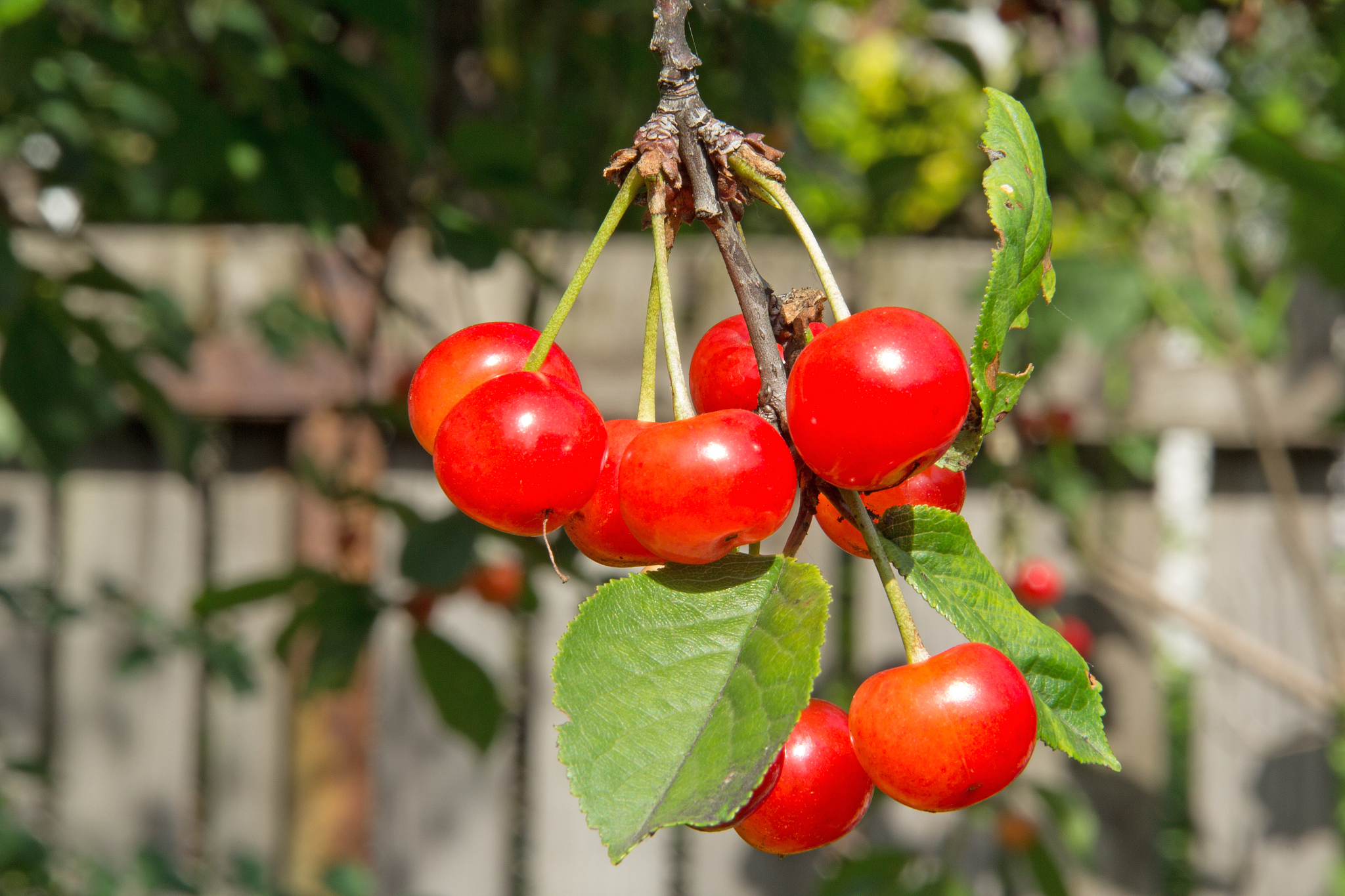 red cherries on a tree in the early summer.