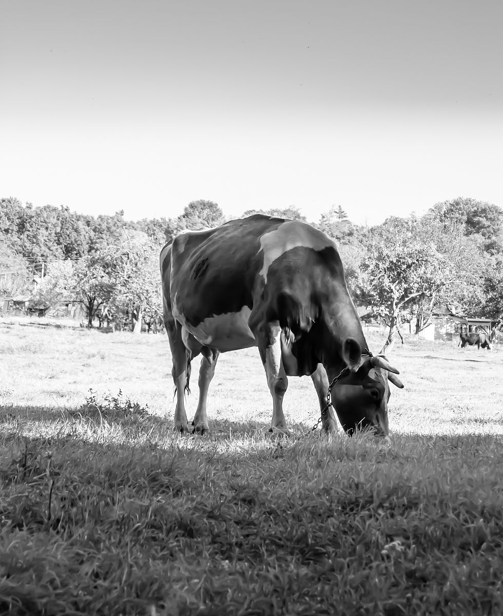 3个牛子字念什么
