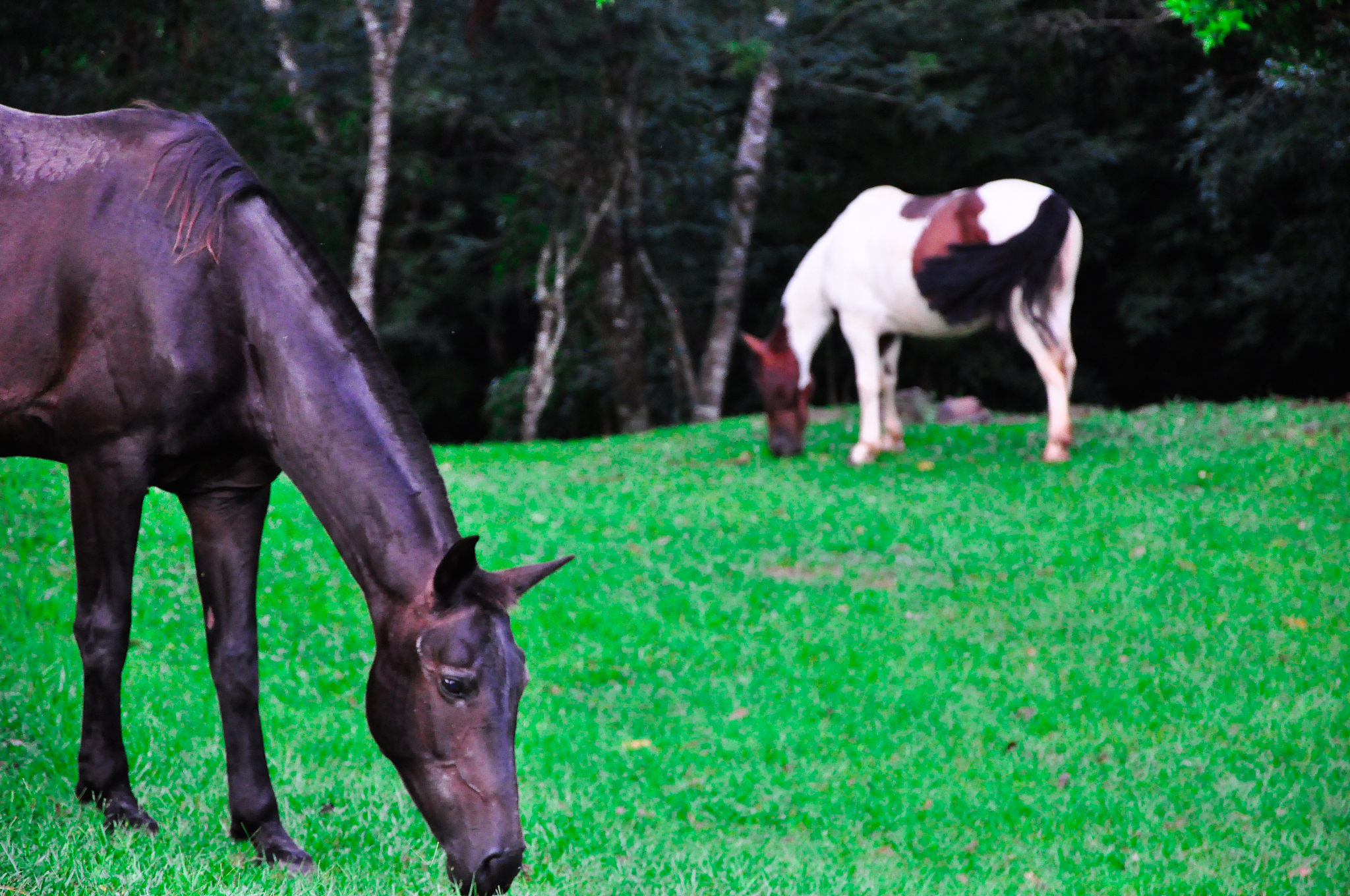 animais