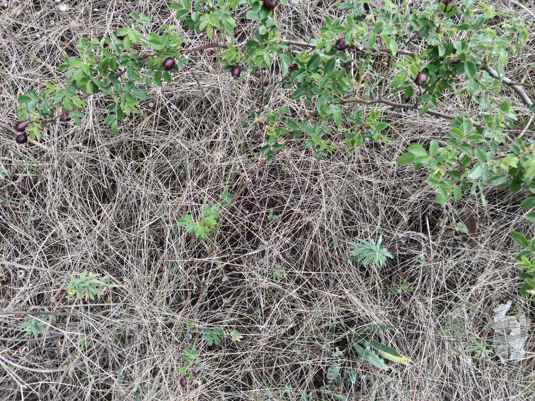 适合酸模叶蓼生长的土壤有机质大概多少