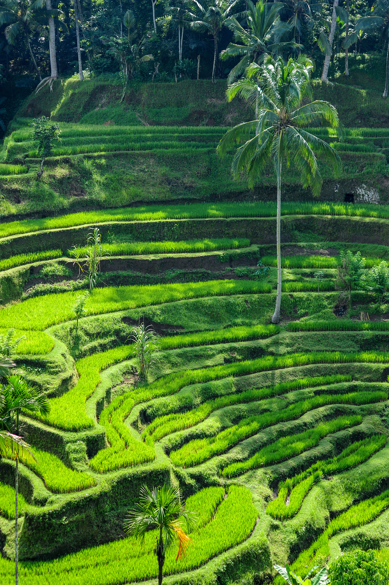 粮食虚拟水计算方法详解