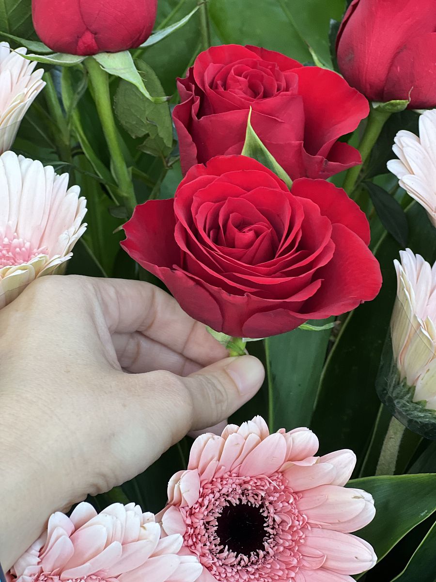 送11朵鱼公主玫瑰什么意思 用250字帮我描述