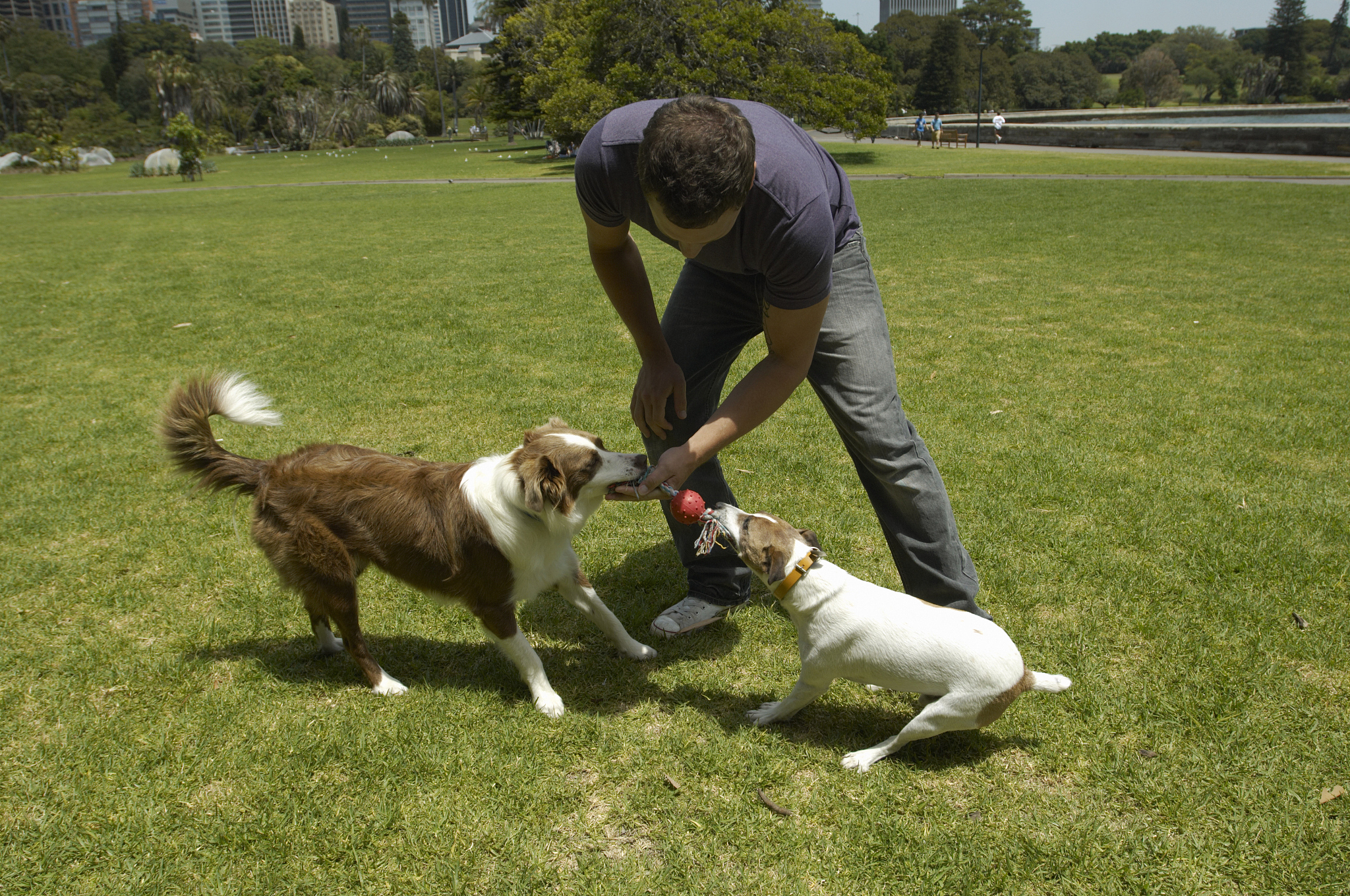 写一篇宠物训练的基础知识：如何让你的宠物听从你的命令